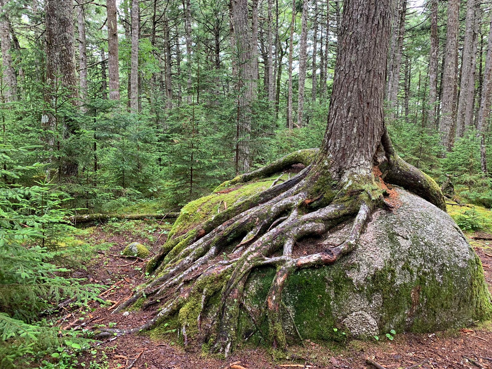 A tree with roots growing out of a rock in the middle of a forest.