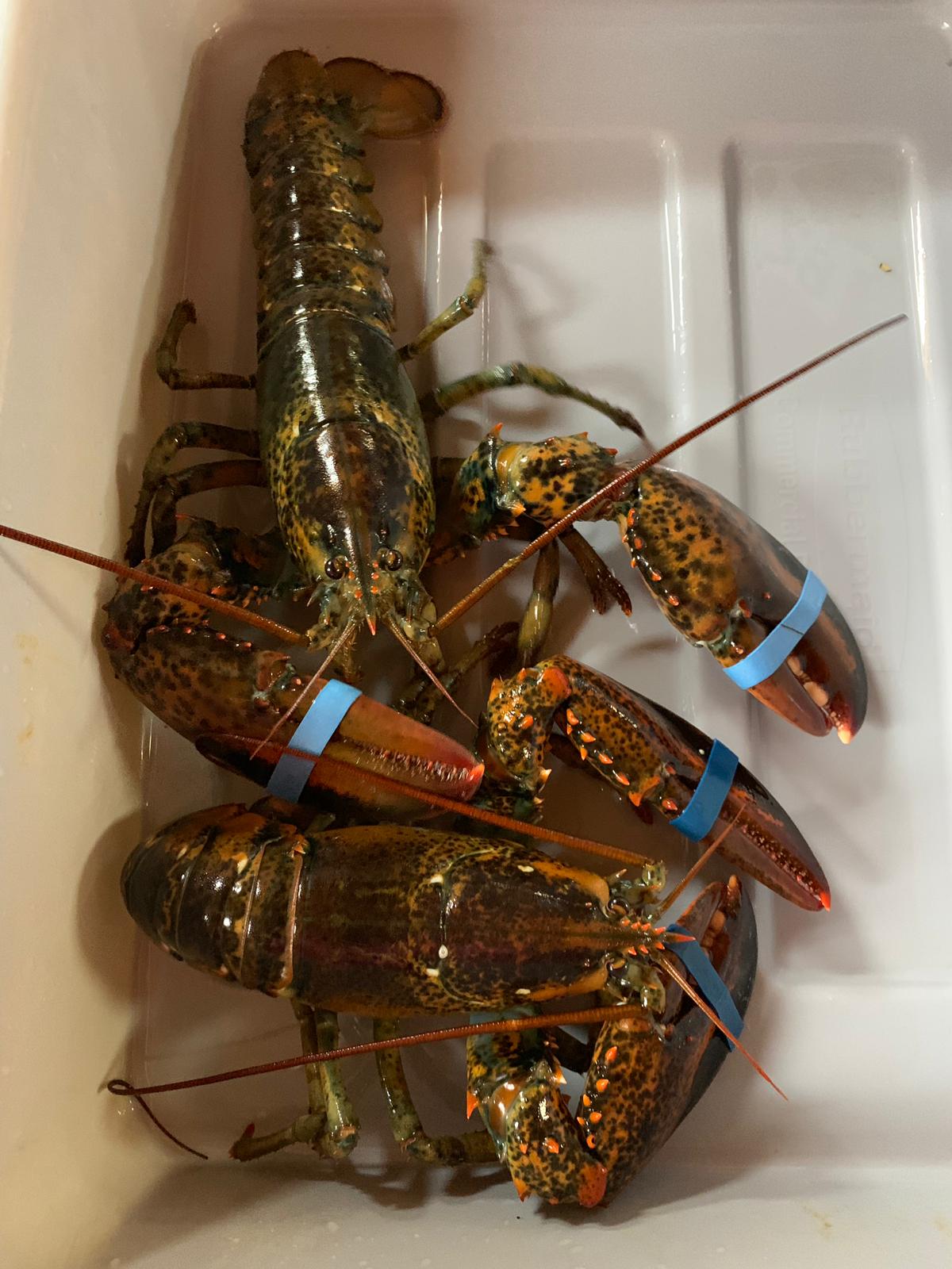 A bunch of lobsters are sitting in a plastic container.