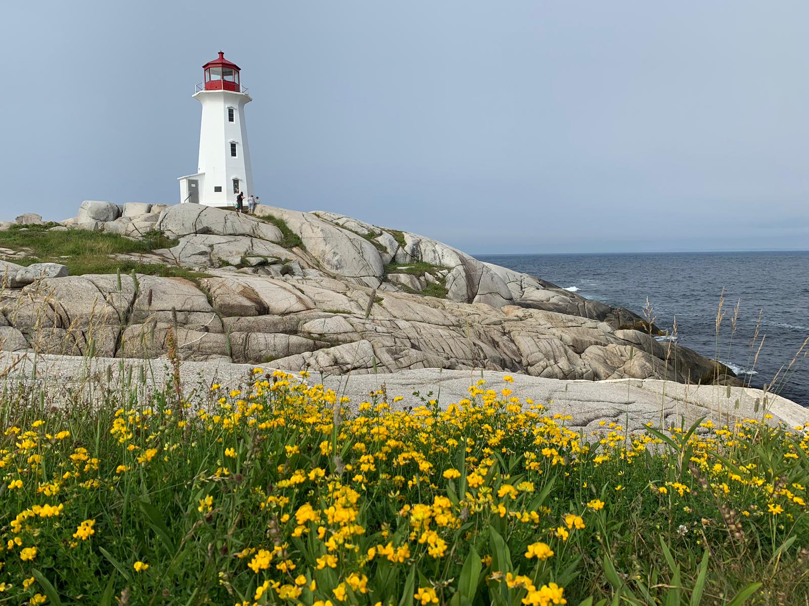 A lighthouse is sitting on top of a rocky hill next to a field of yellow flowers.