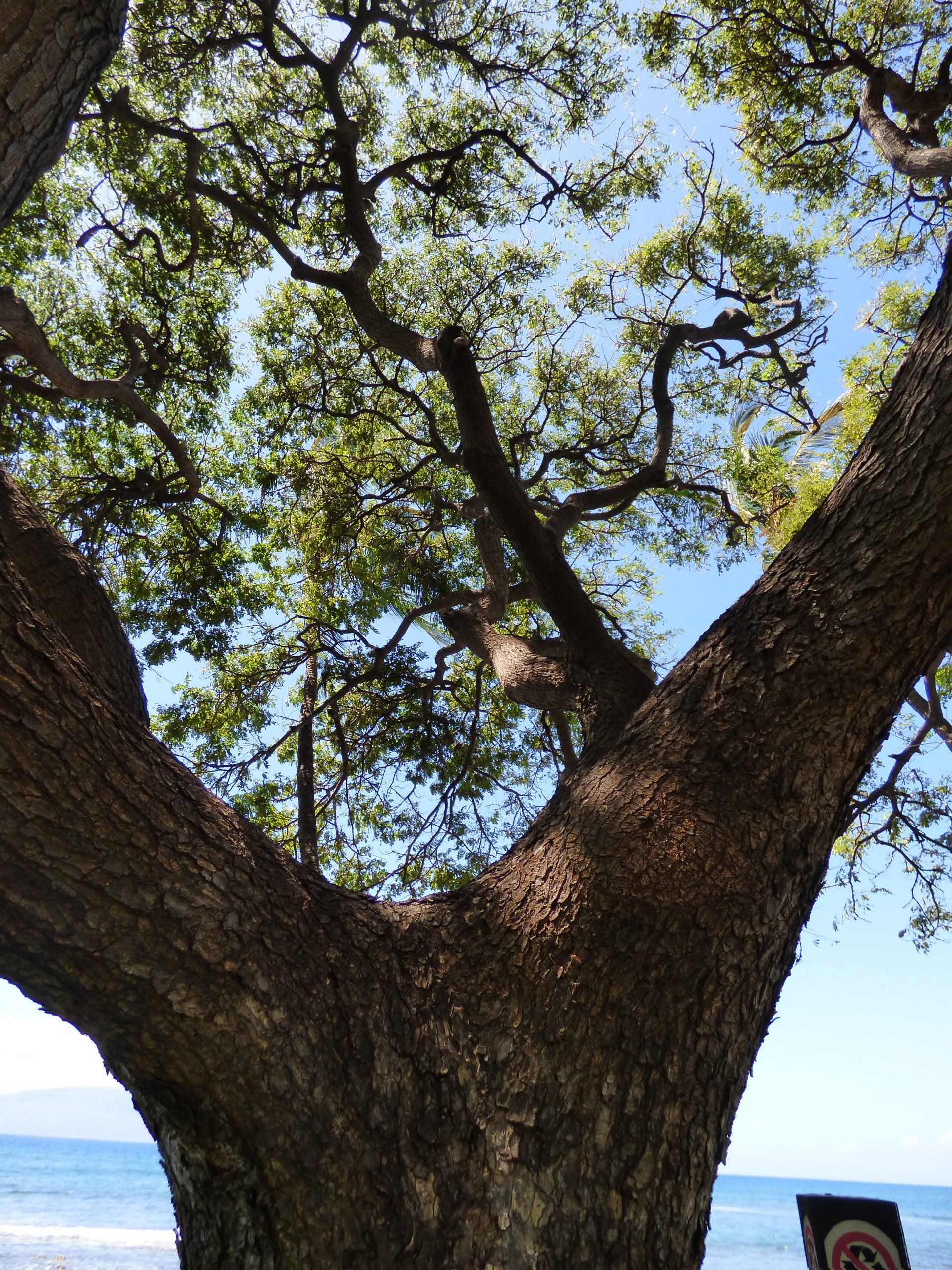 A large tree with lots of branches and leaves