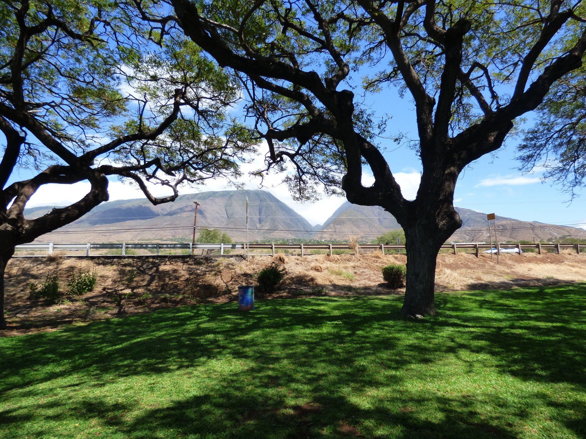 A lush green field with trees and mountains in the background