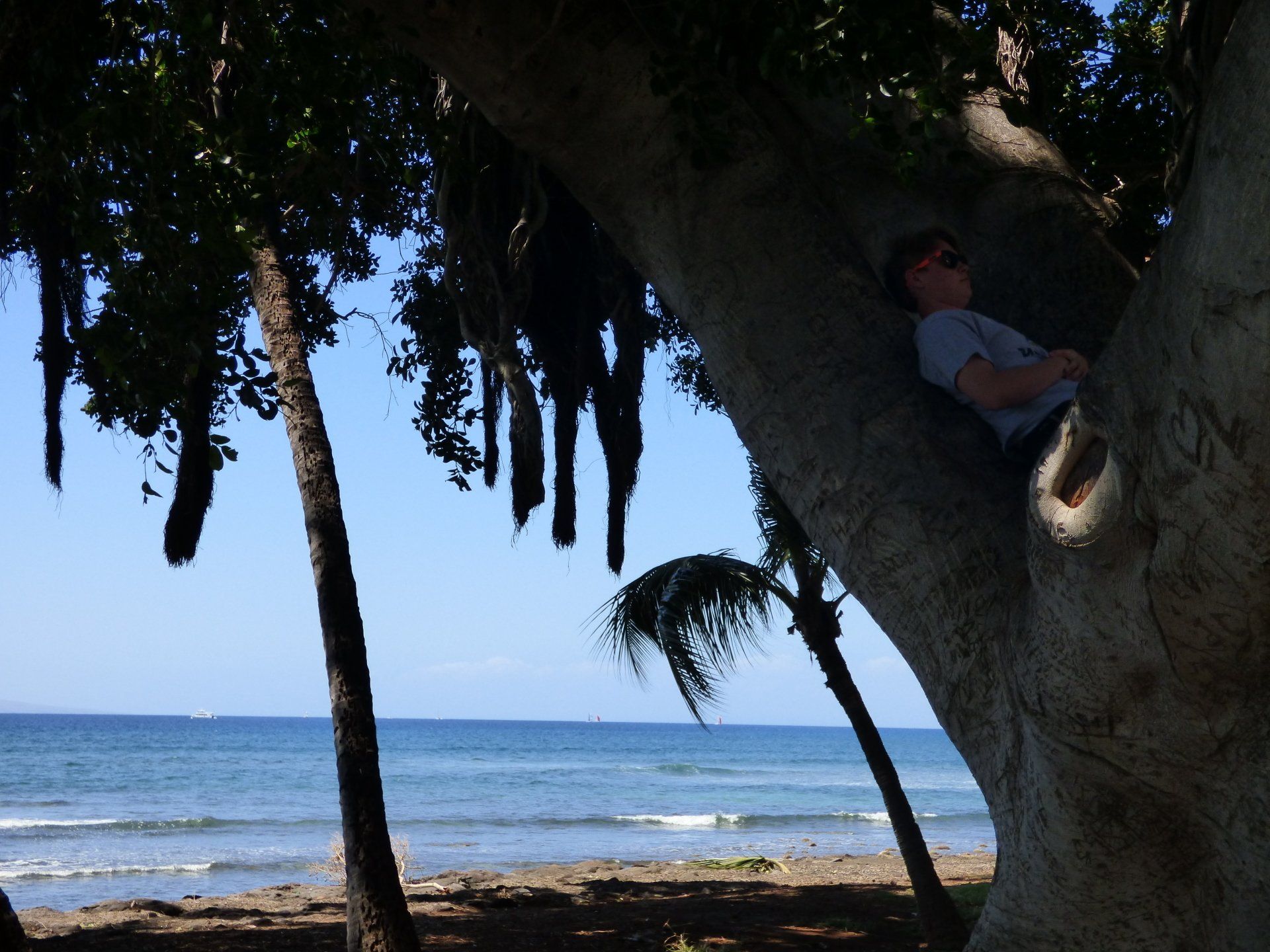 A man is sitting under a tree near the ocean