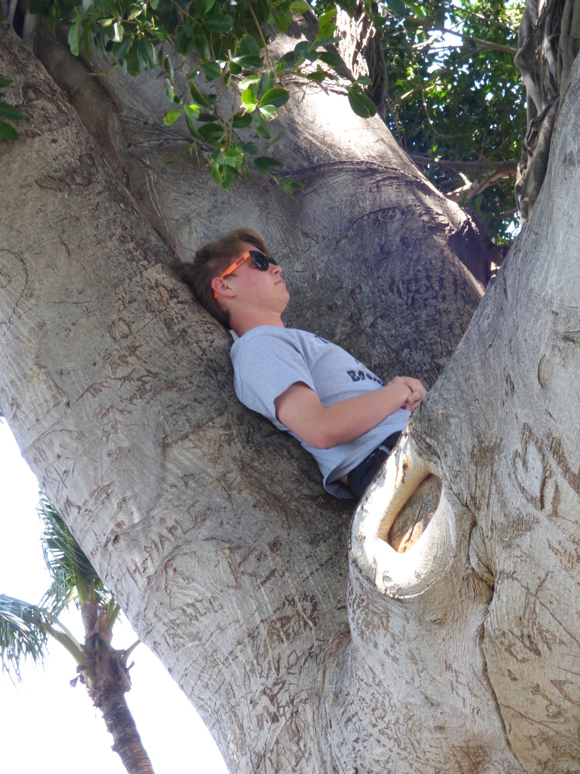 A man is laying in a tree with a hole in it