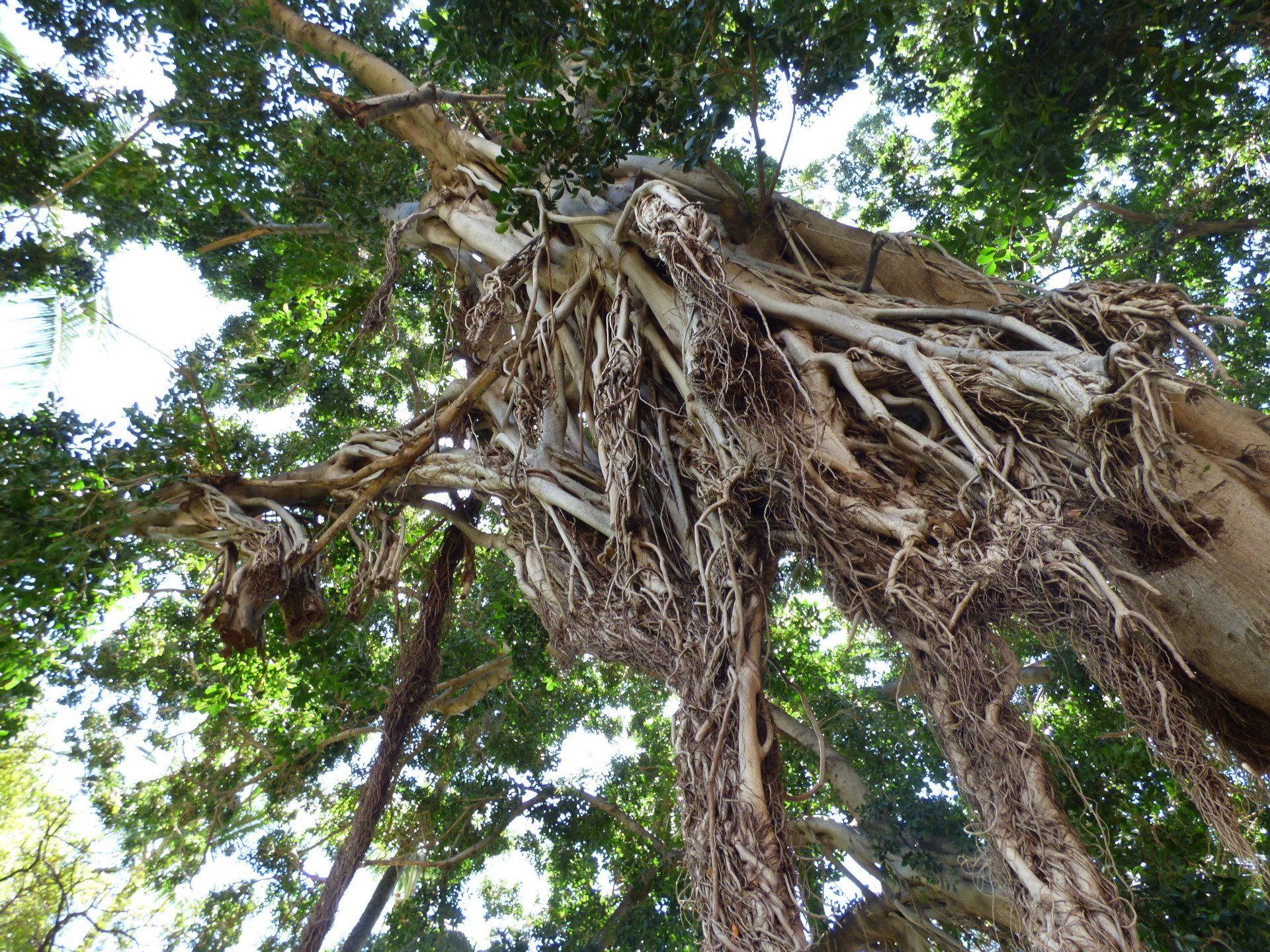 Looking up at a tree with lots of branches and leaves.