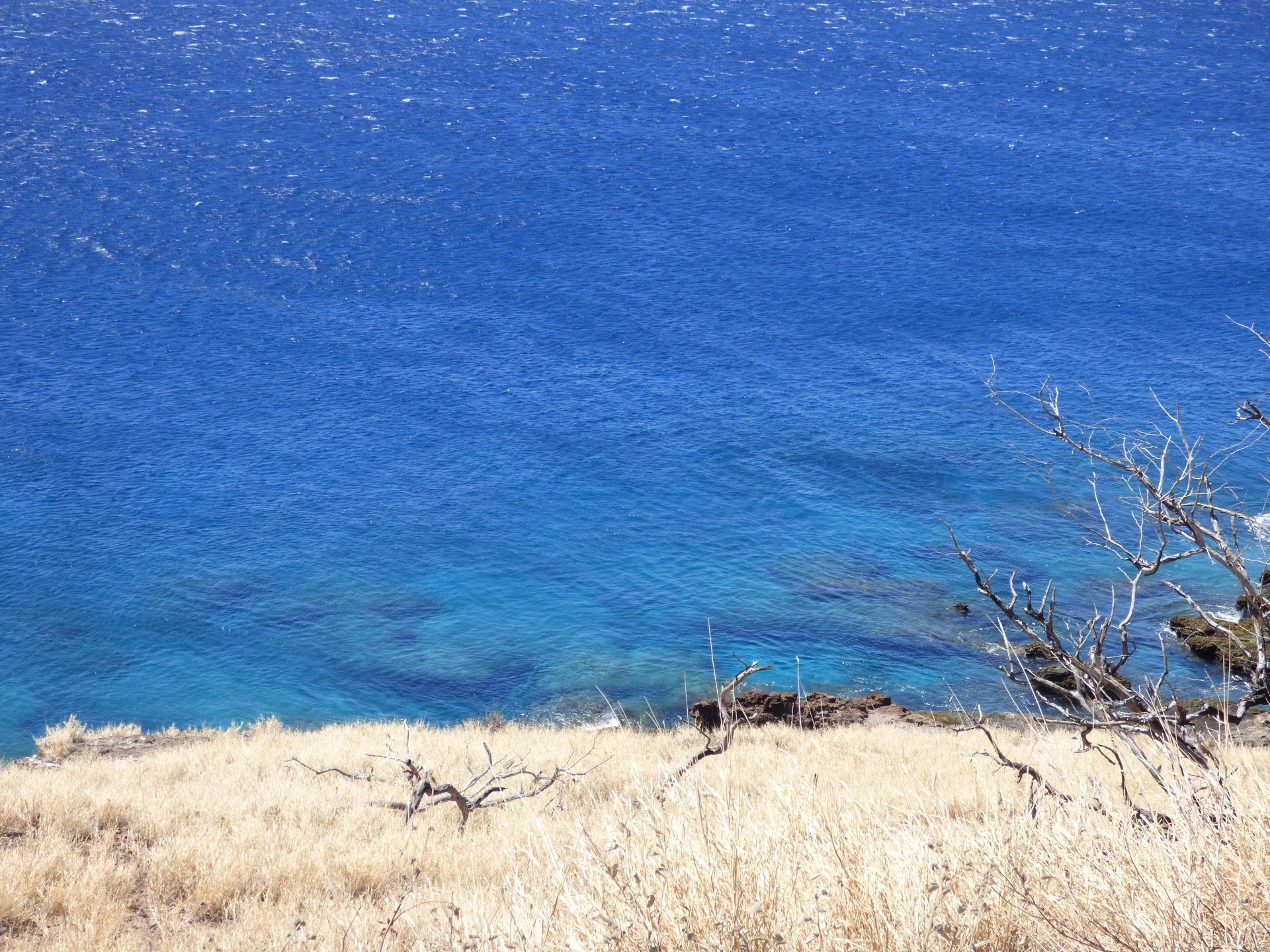 A view of the ocean from a cliff with trees in the foreground.