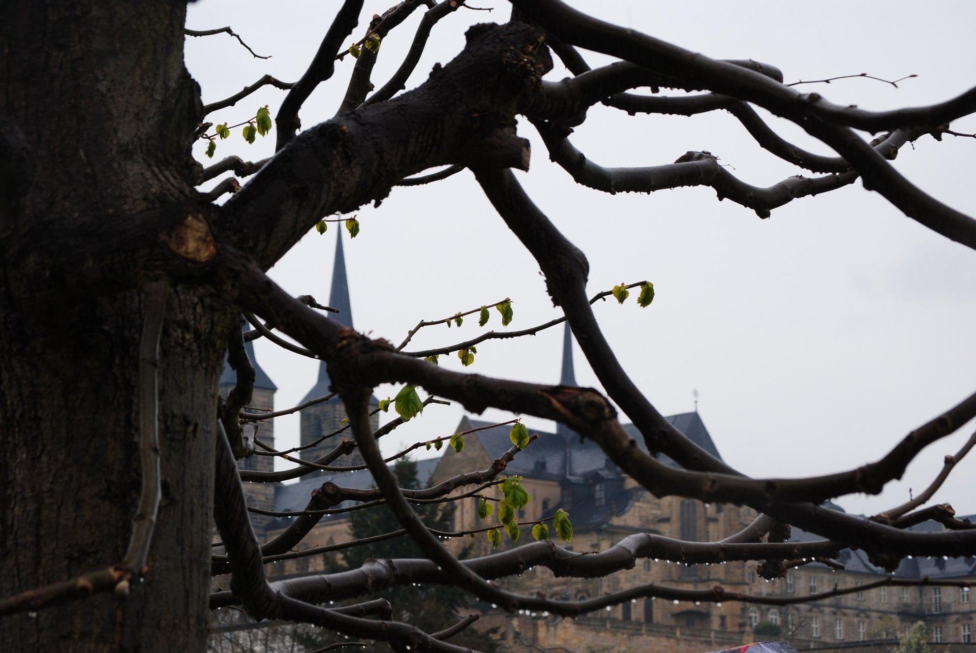 A tree with a church in the background and a bridge in the foreground