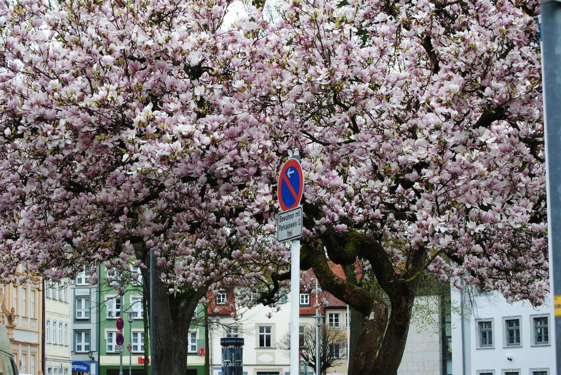 A row of cherry blossom trees with a no parking sign in the foreground