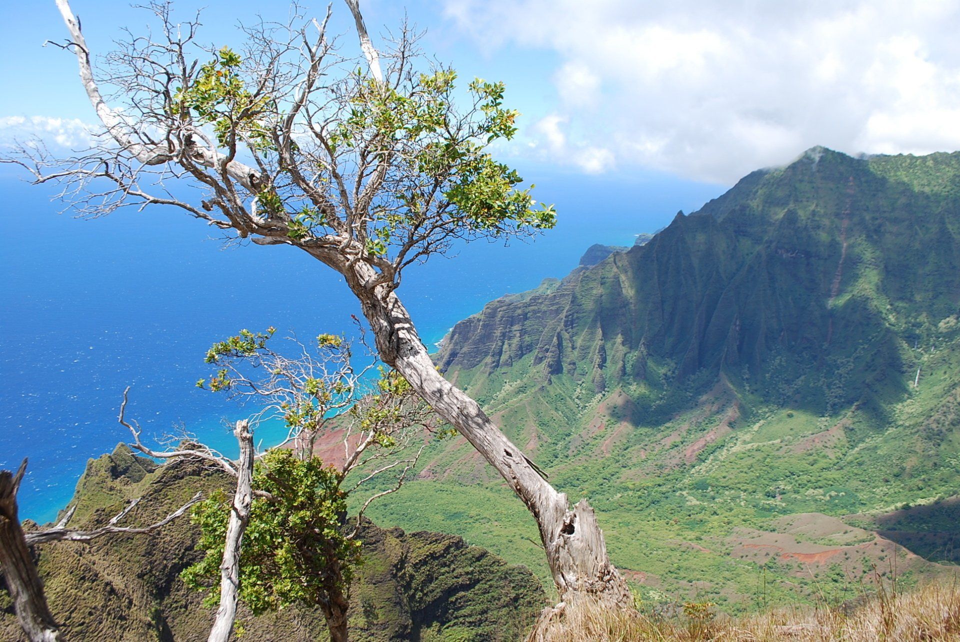 A tree with a view of the ocean and mountains in the background