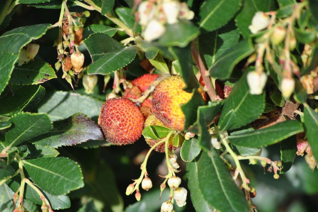 A close up of a strawberry growing on a tree