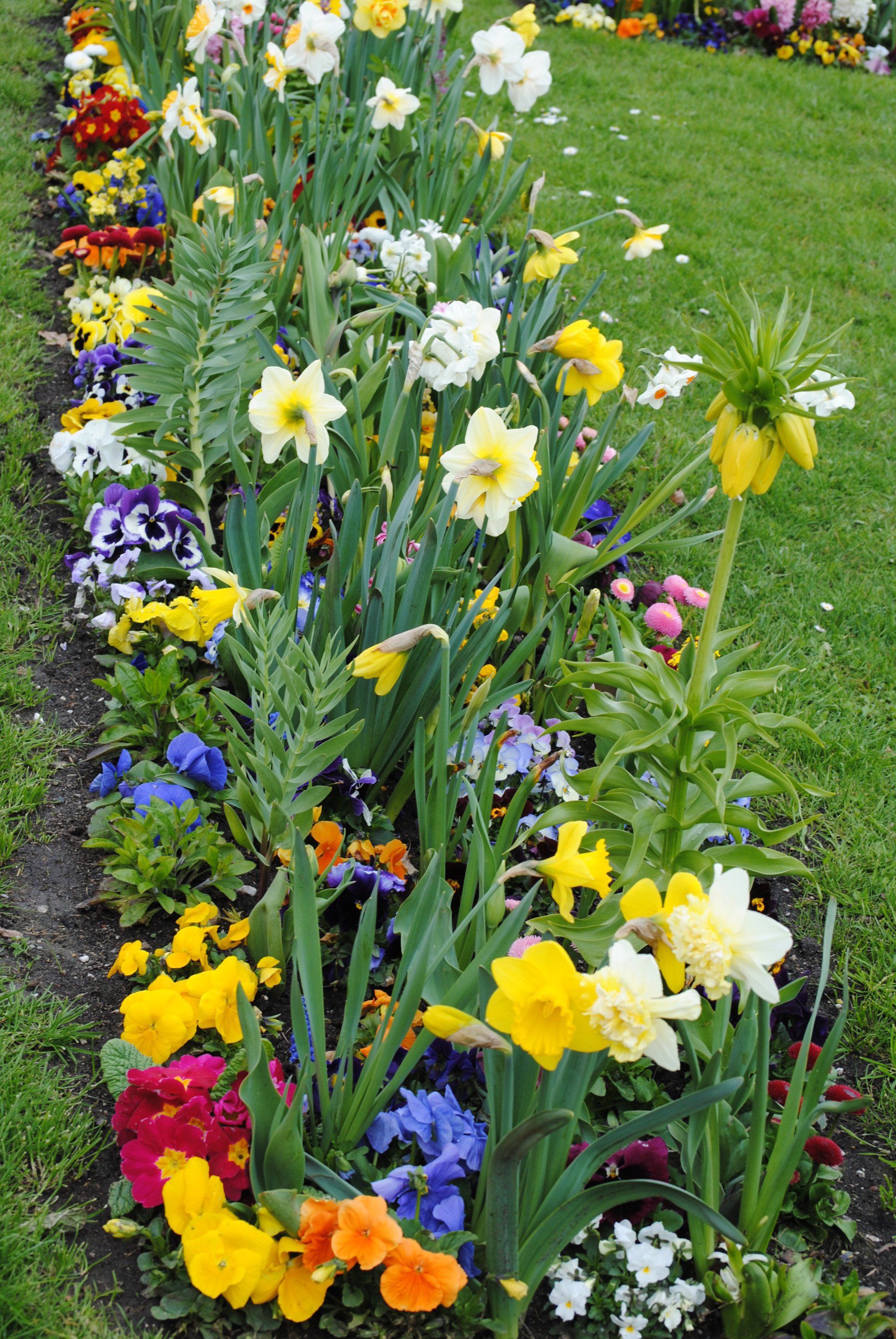 A row of colorful flowers growing in a garden