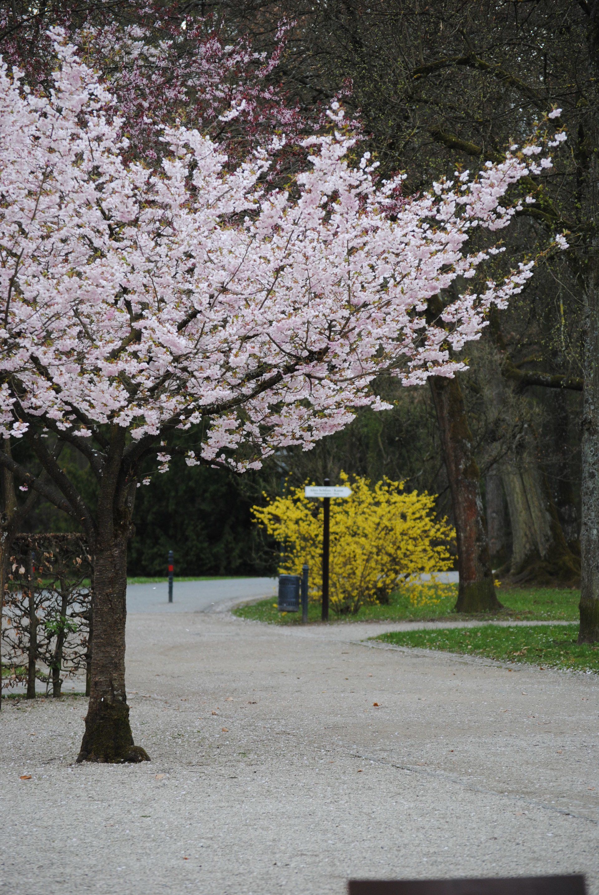 A cherry blossom tree in a park with a yellow bush in the background