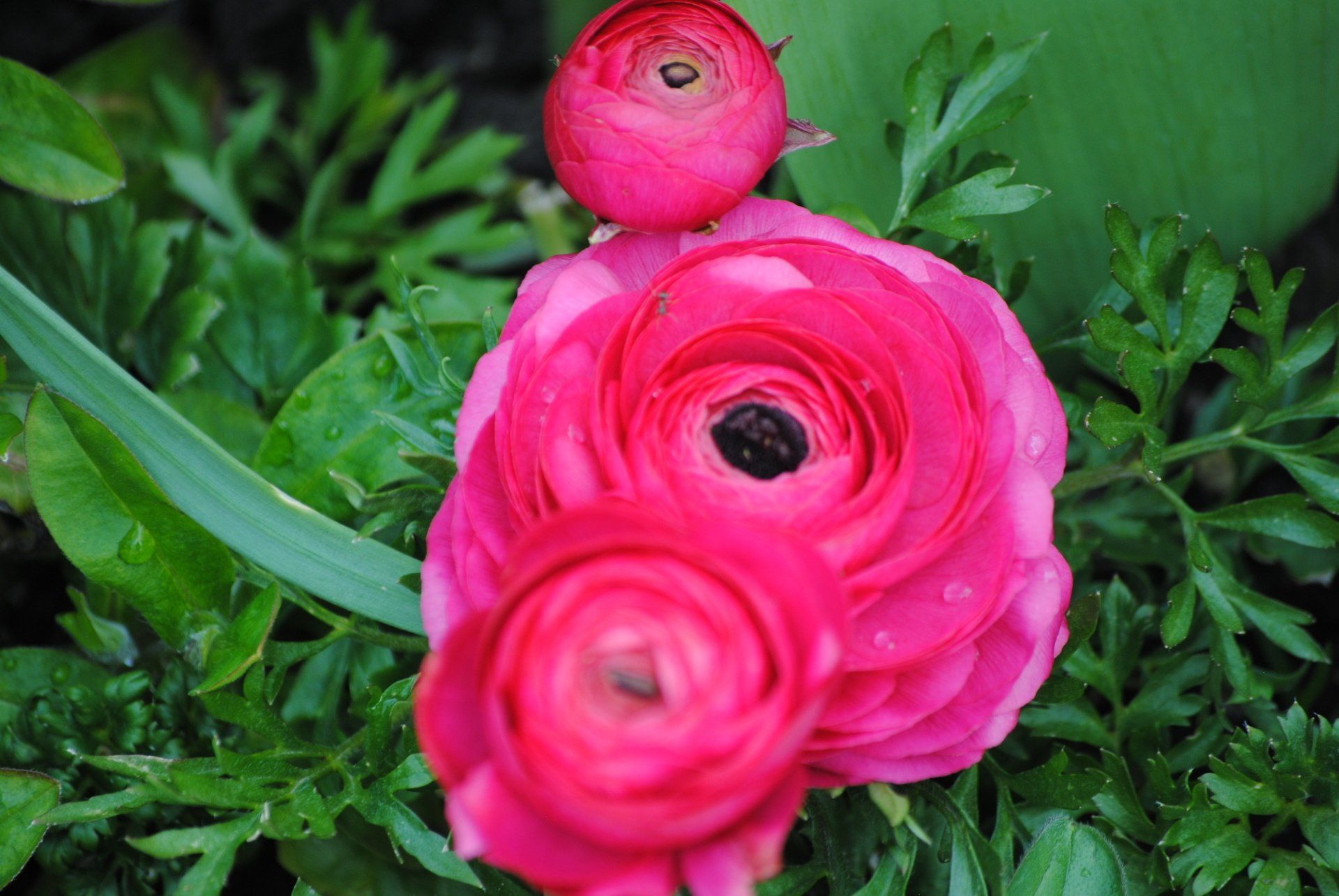 A close up of two pink flowers surrounded by green leaves.
