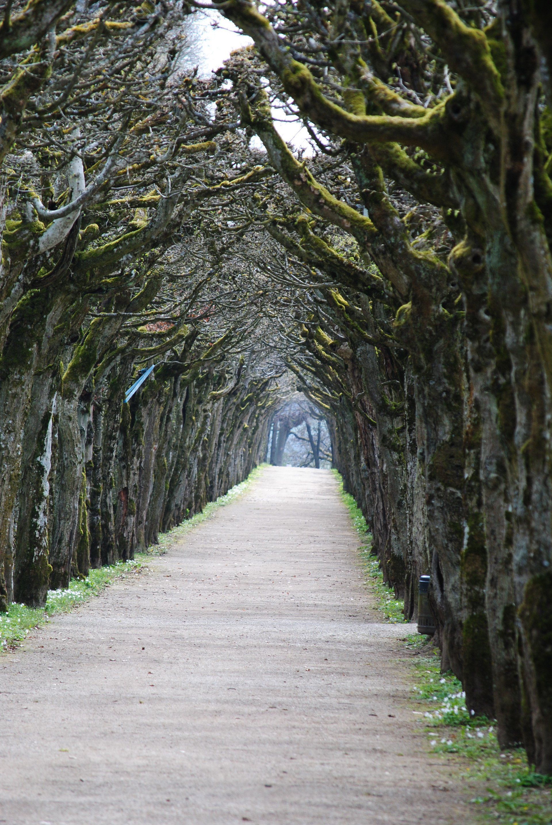 A path lined with trees going through a forest.