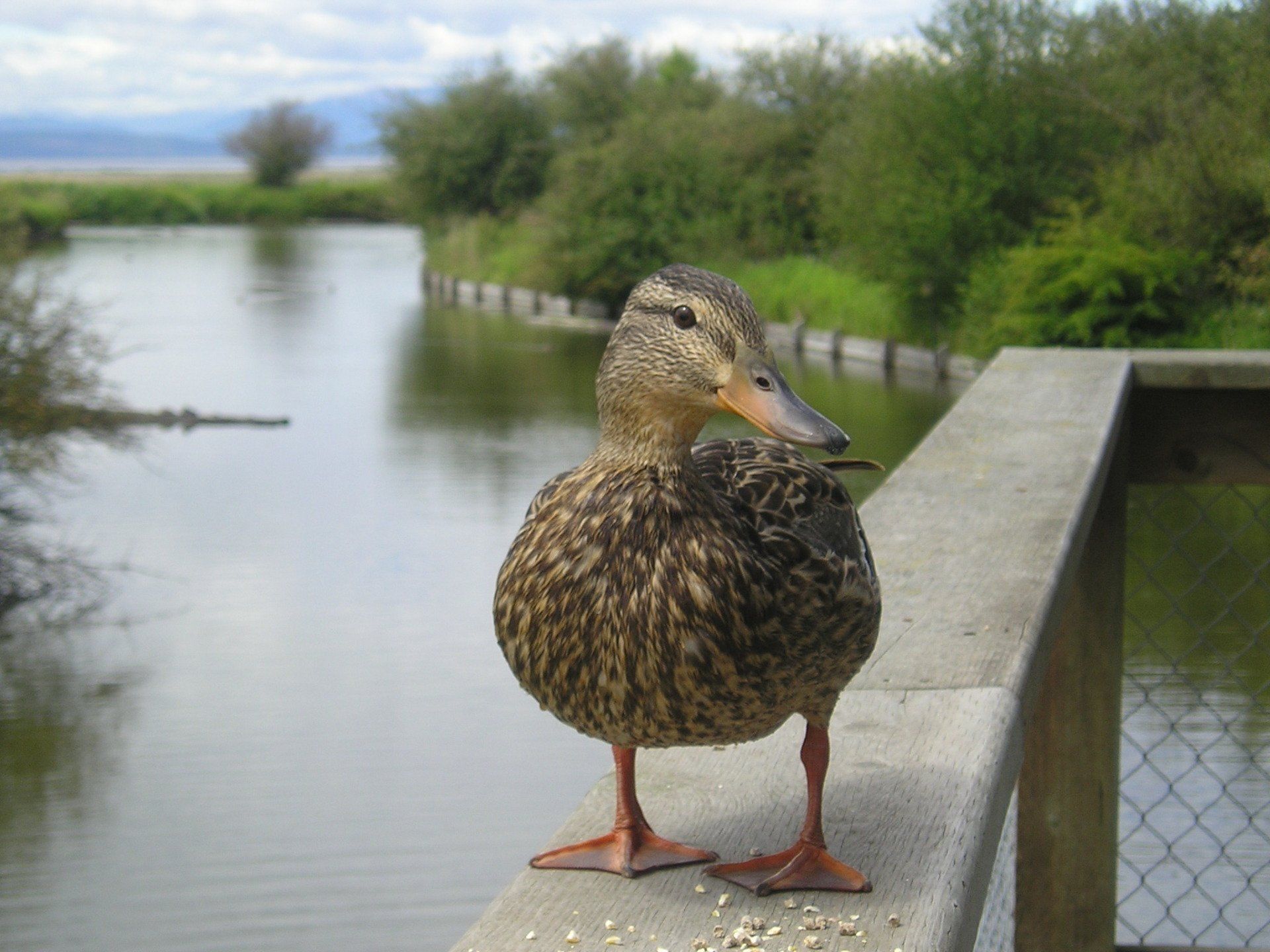 A duck is standing on a railing overlooking a body of water.