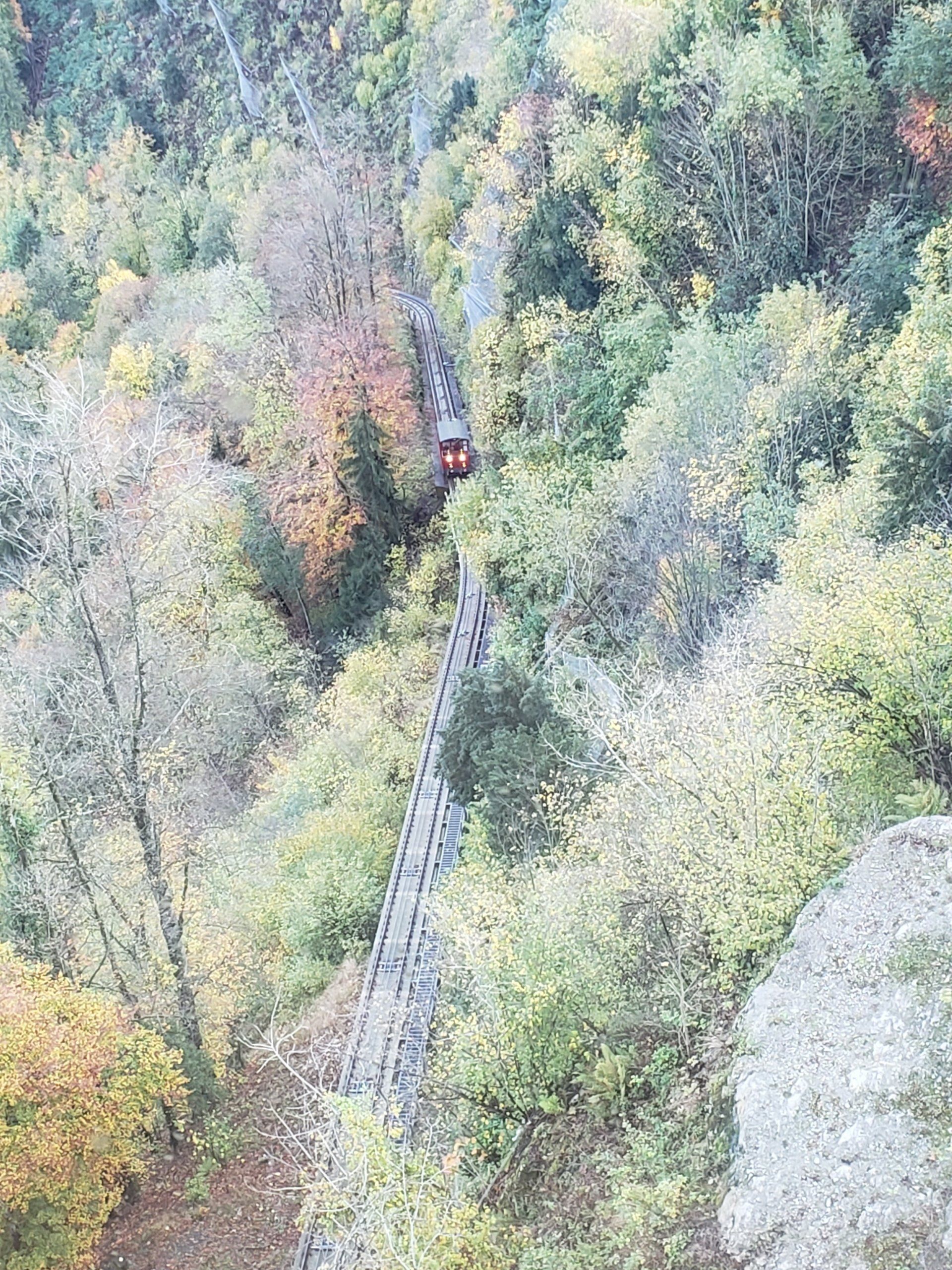 An aerial view of a train traveling through a forest.