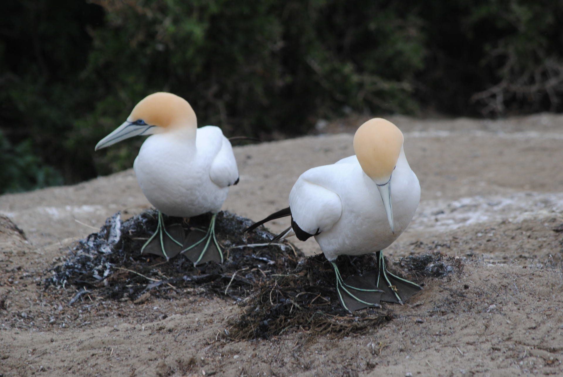 Two birds standing next to each other on the ground