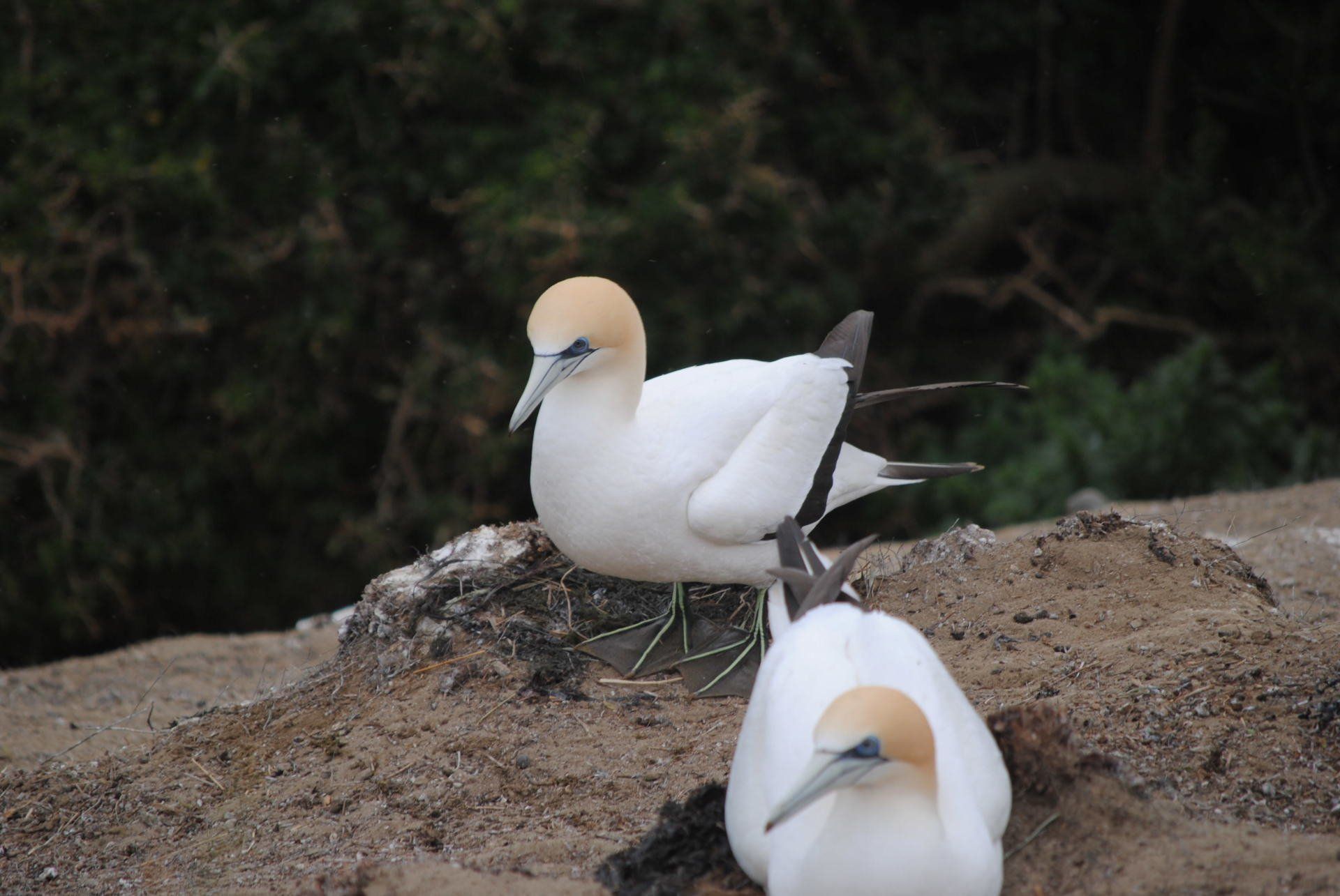 Two white birds are sitting on a rock in the sand