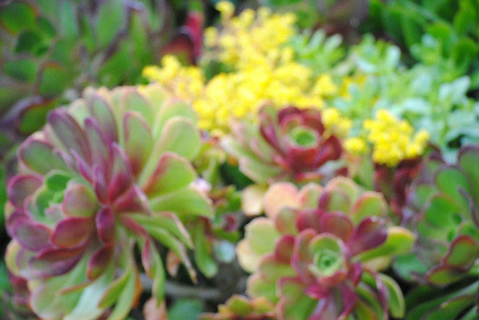 A bunch of different colored flowers are growing in a garden.