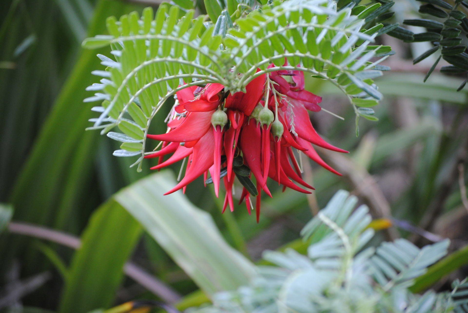 A close up of a red flower with green leaves in the background