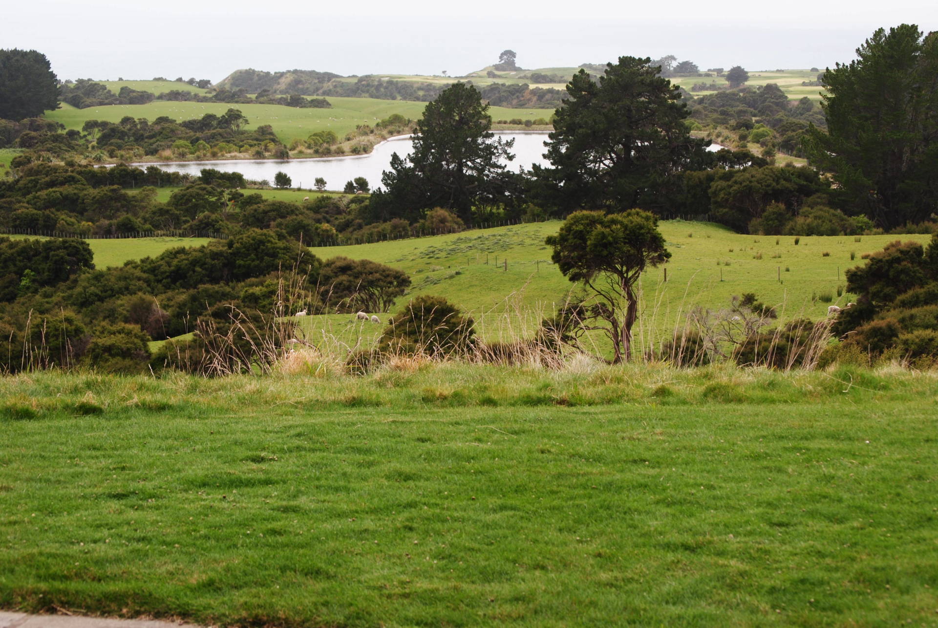 A grassy field with trees and a lake in the background