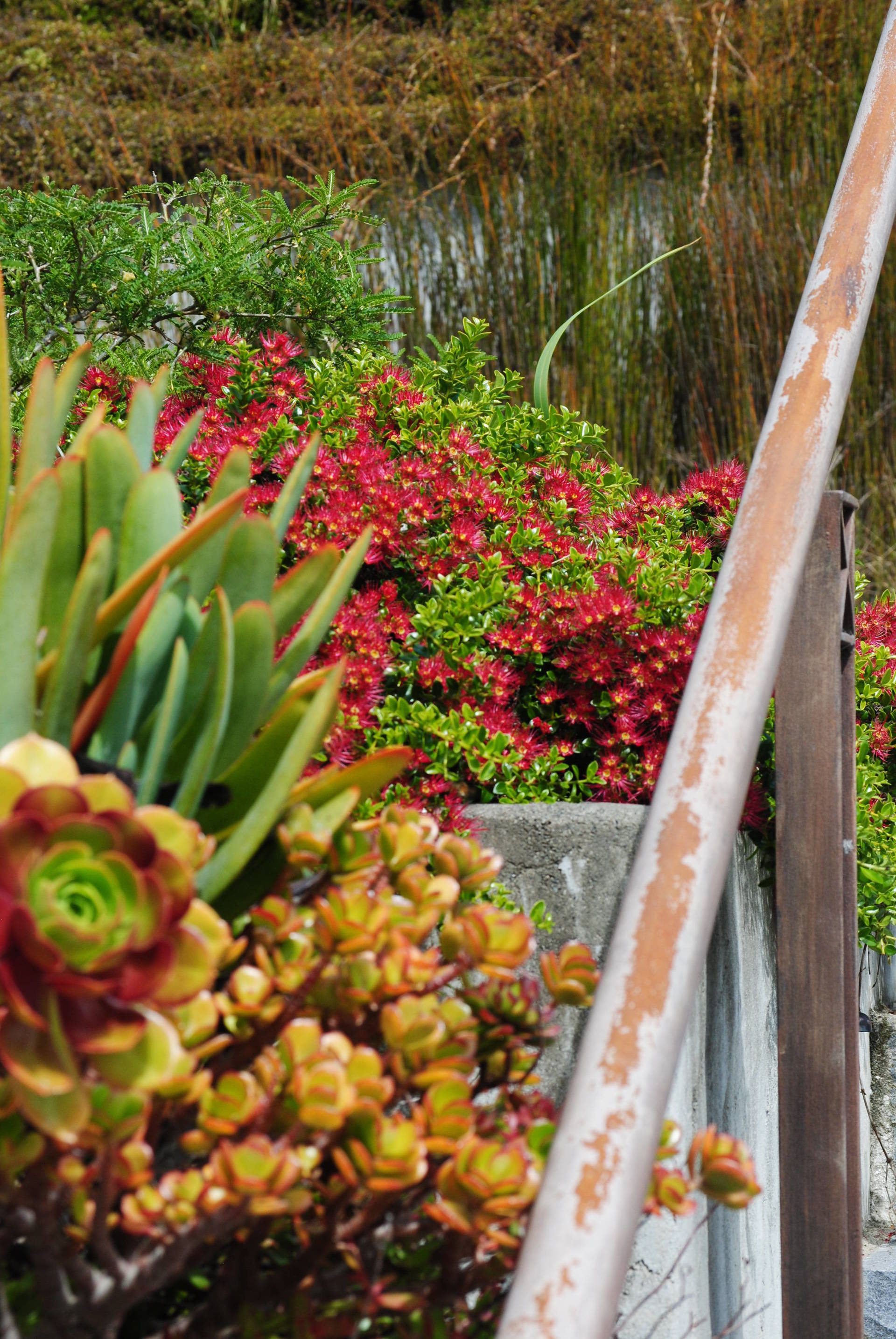 A close up of a plant with red flowers in the background