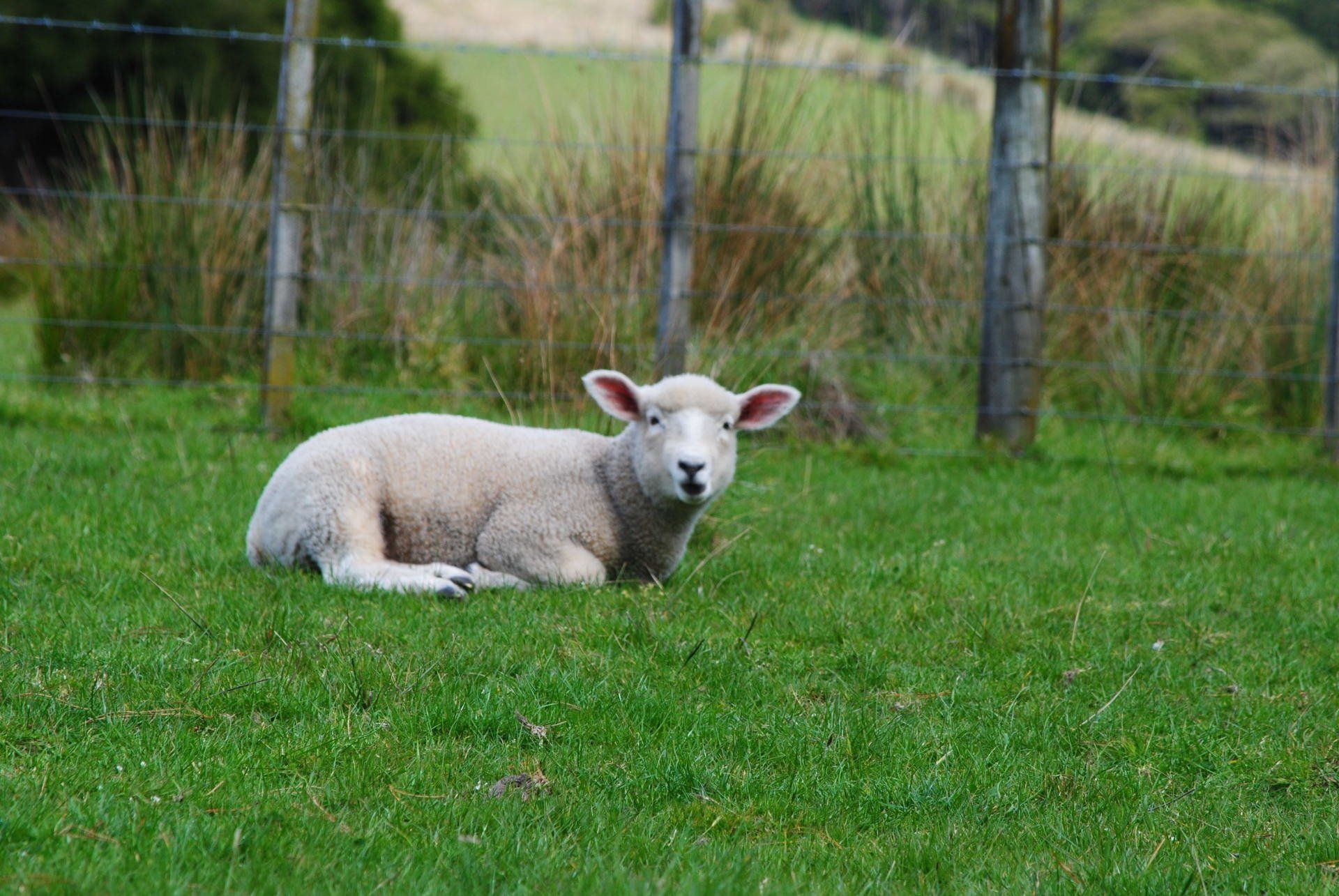 A sheep is laying in the grass next to a fence.