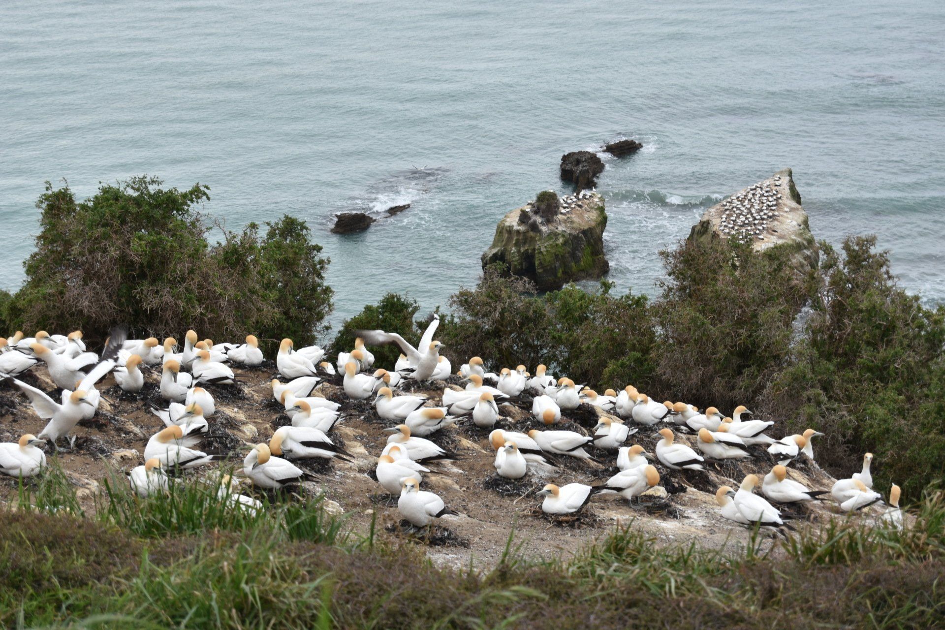 A large flock of birds are sitting on top of a hill near the ocean.