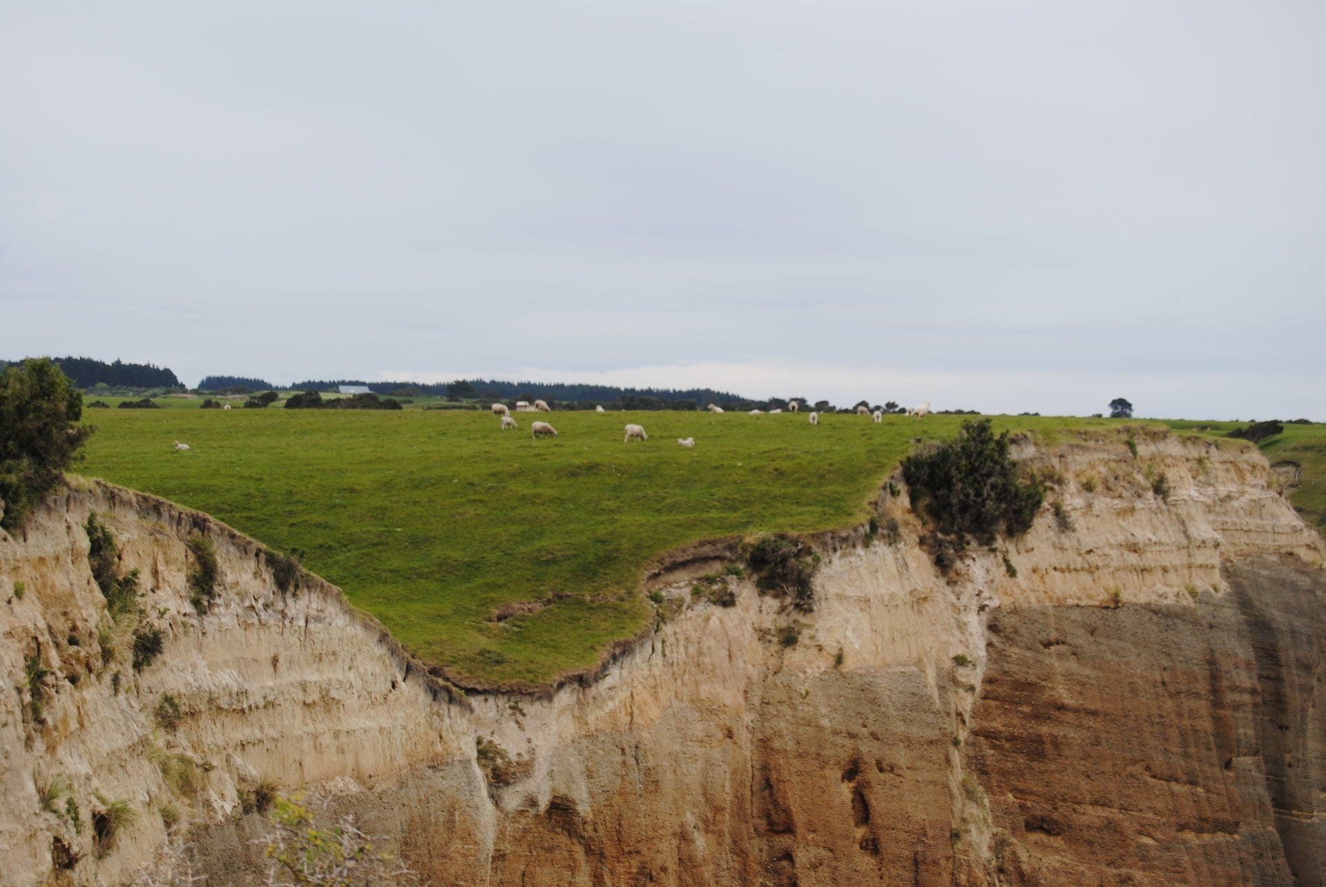 A cliff with sheep grazing on it and a field in the background.