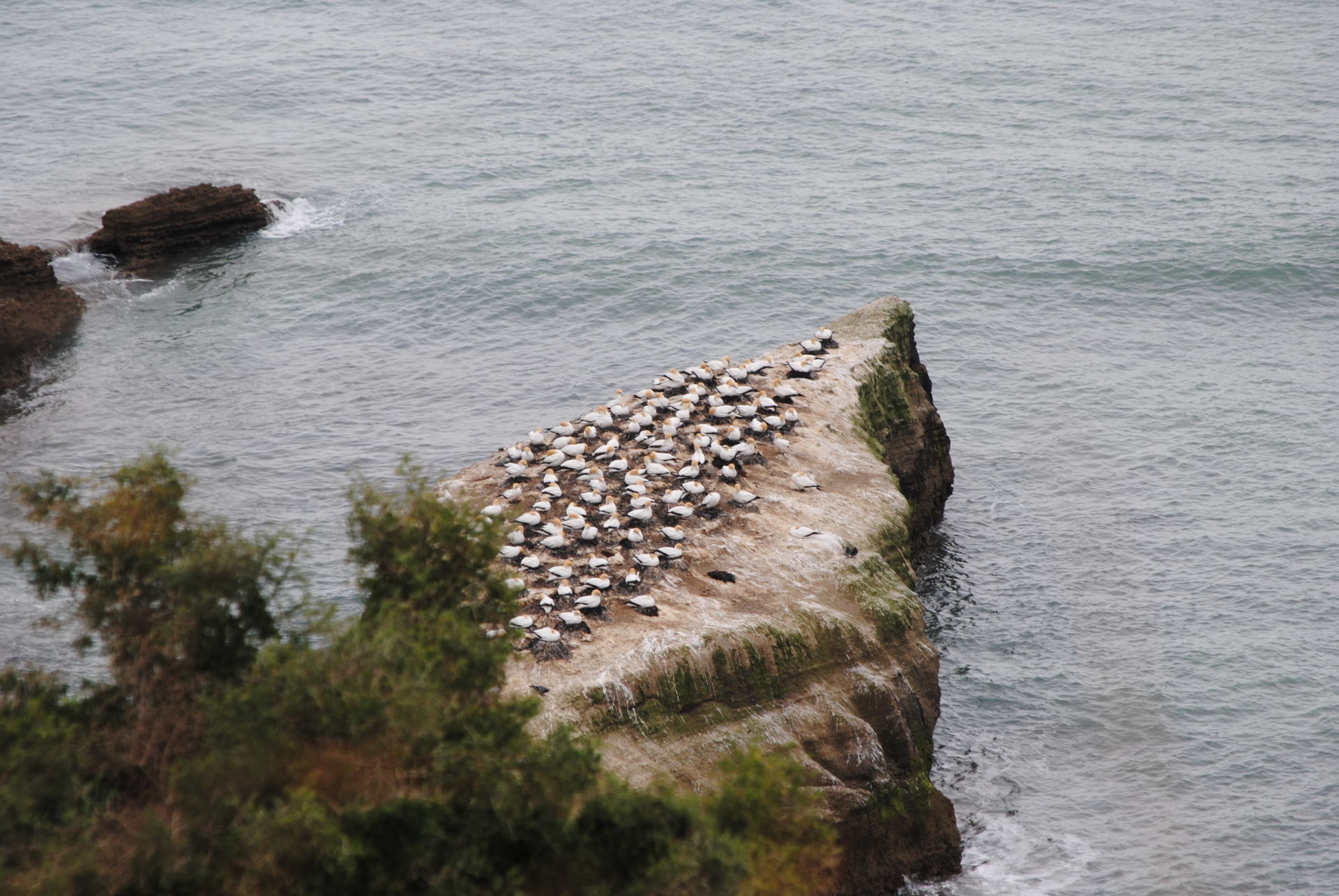 A large flock of birds are sitting on a rock in the middle of the ocean.