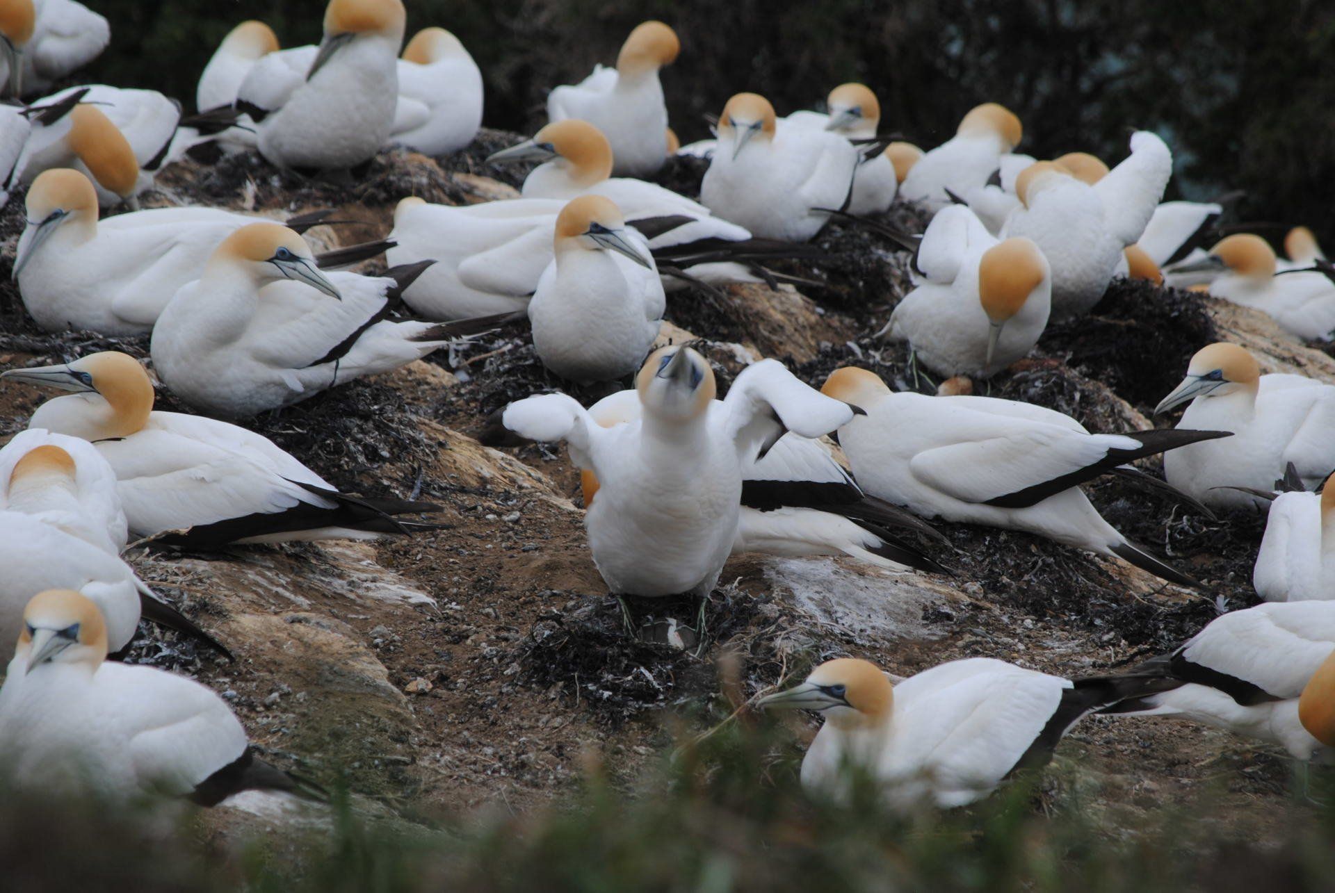 A flock of white birds with yellow beaks are sitting on rocks