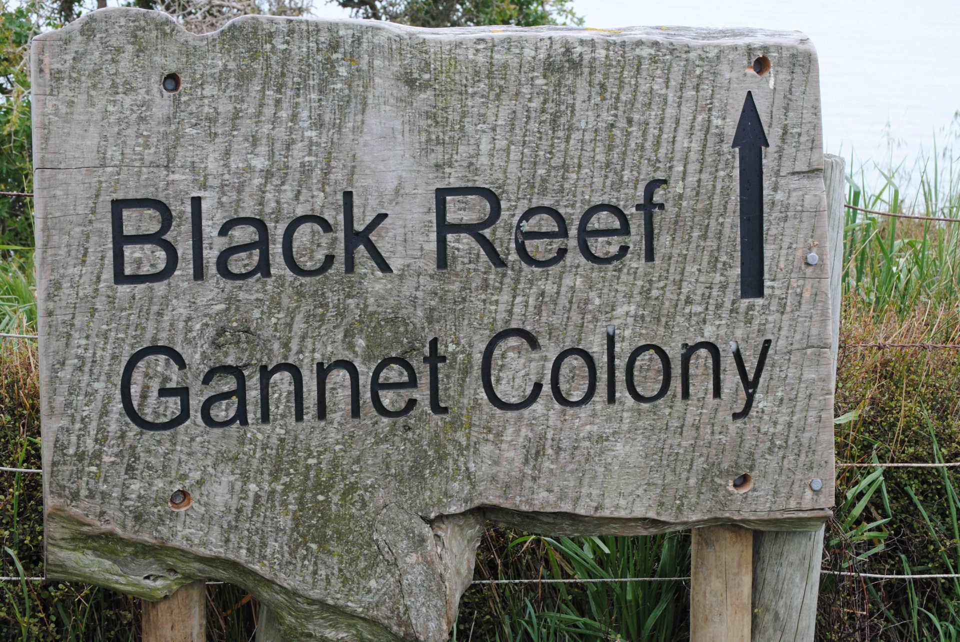 A wooden sign that says black reef gannet colony