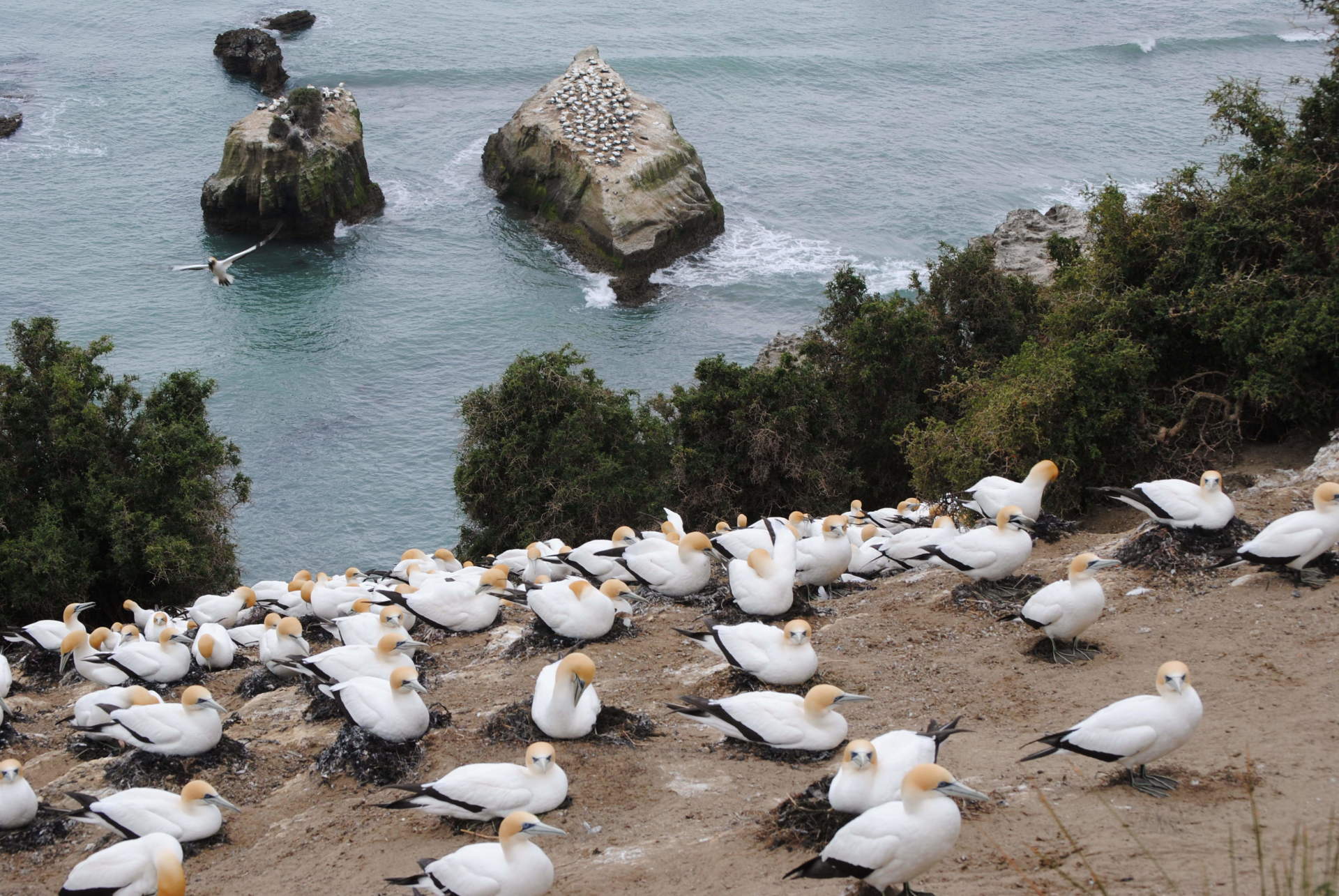 A flock of birds are sitting on the ground near the ocean