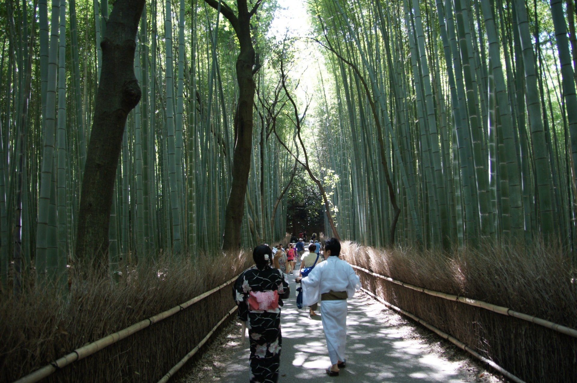 A man and a woman are walking down a path in a bamboo forest.