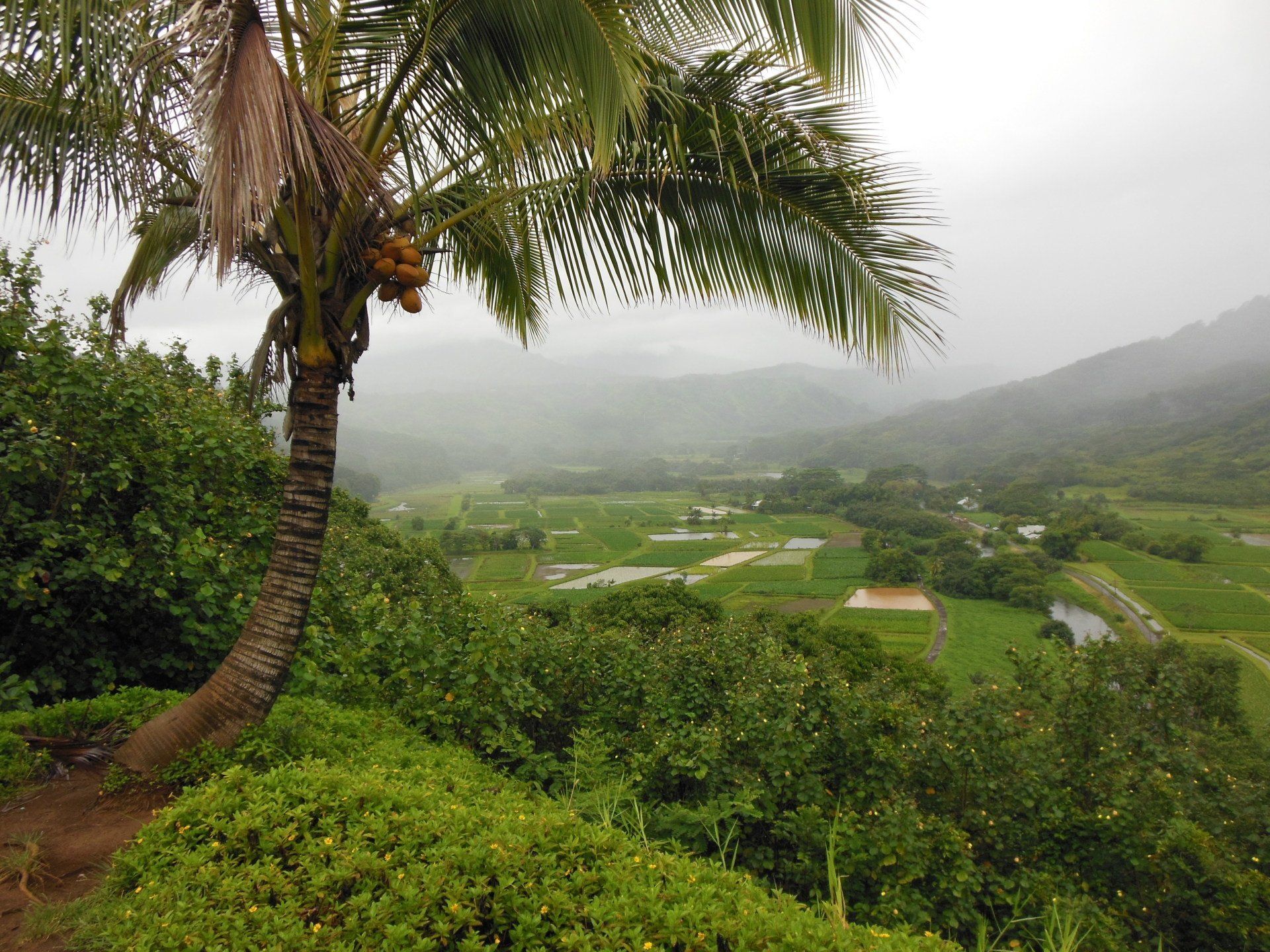 A view of a valley with a palm tree in the foreground