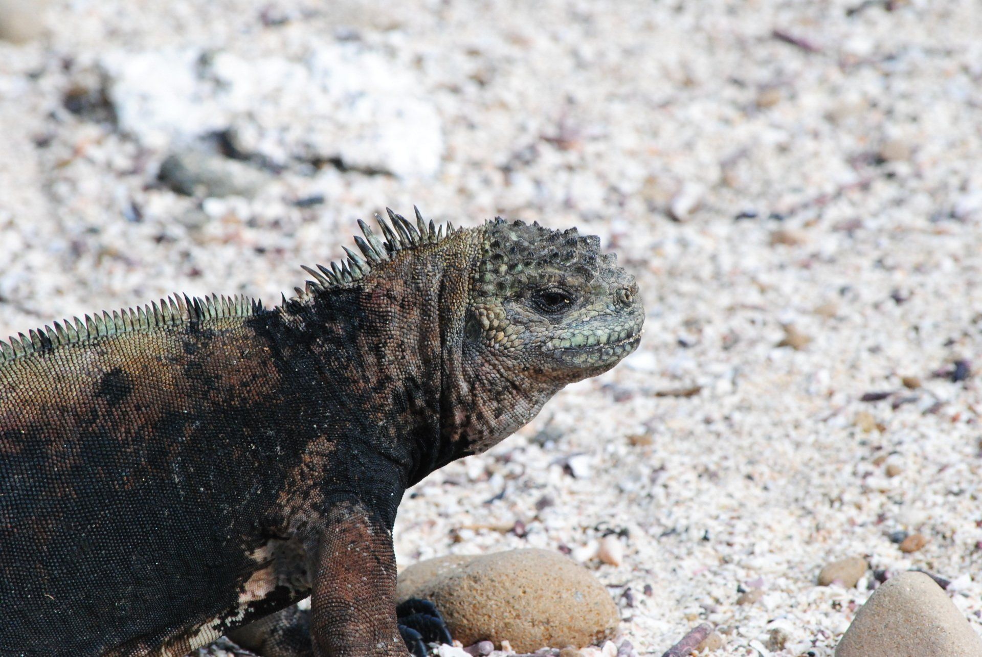 A lizard is sitting on a rocky beach looking at the camera.