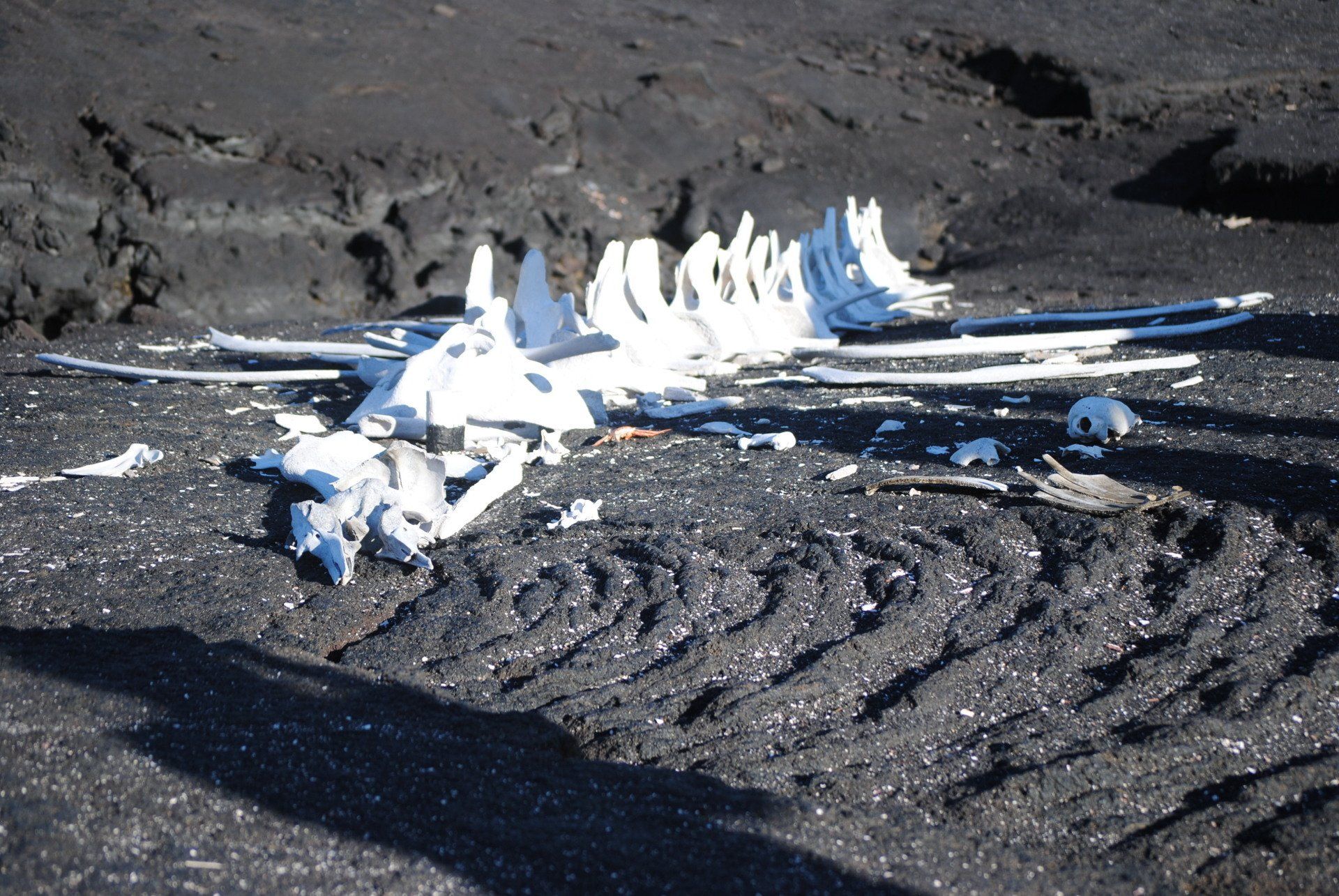 A skeleton of a bird is laying on the ground