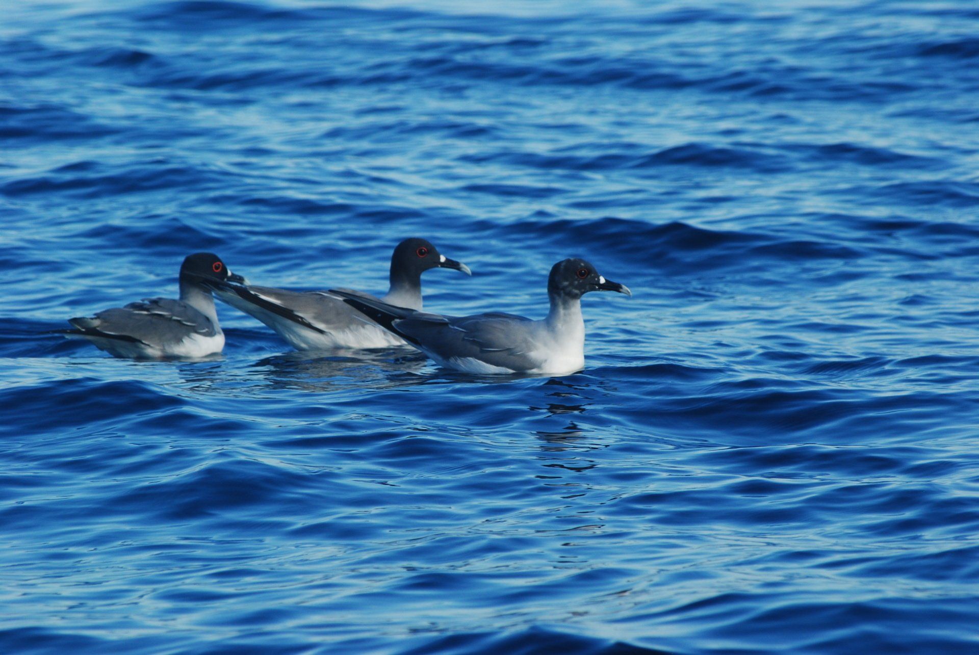 Three ducks are swimming in the ocean.