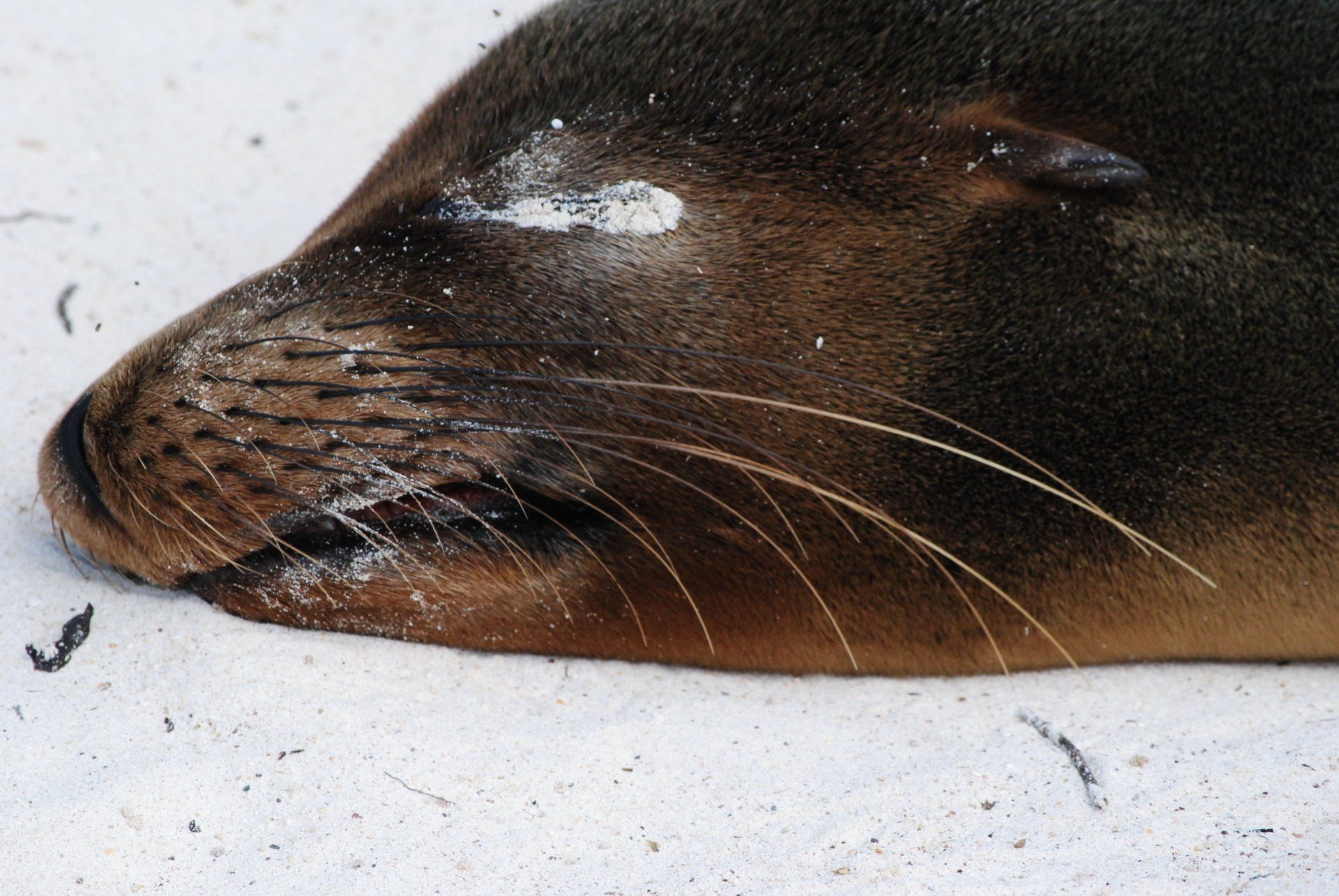 A close up of a seal laying on the sand