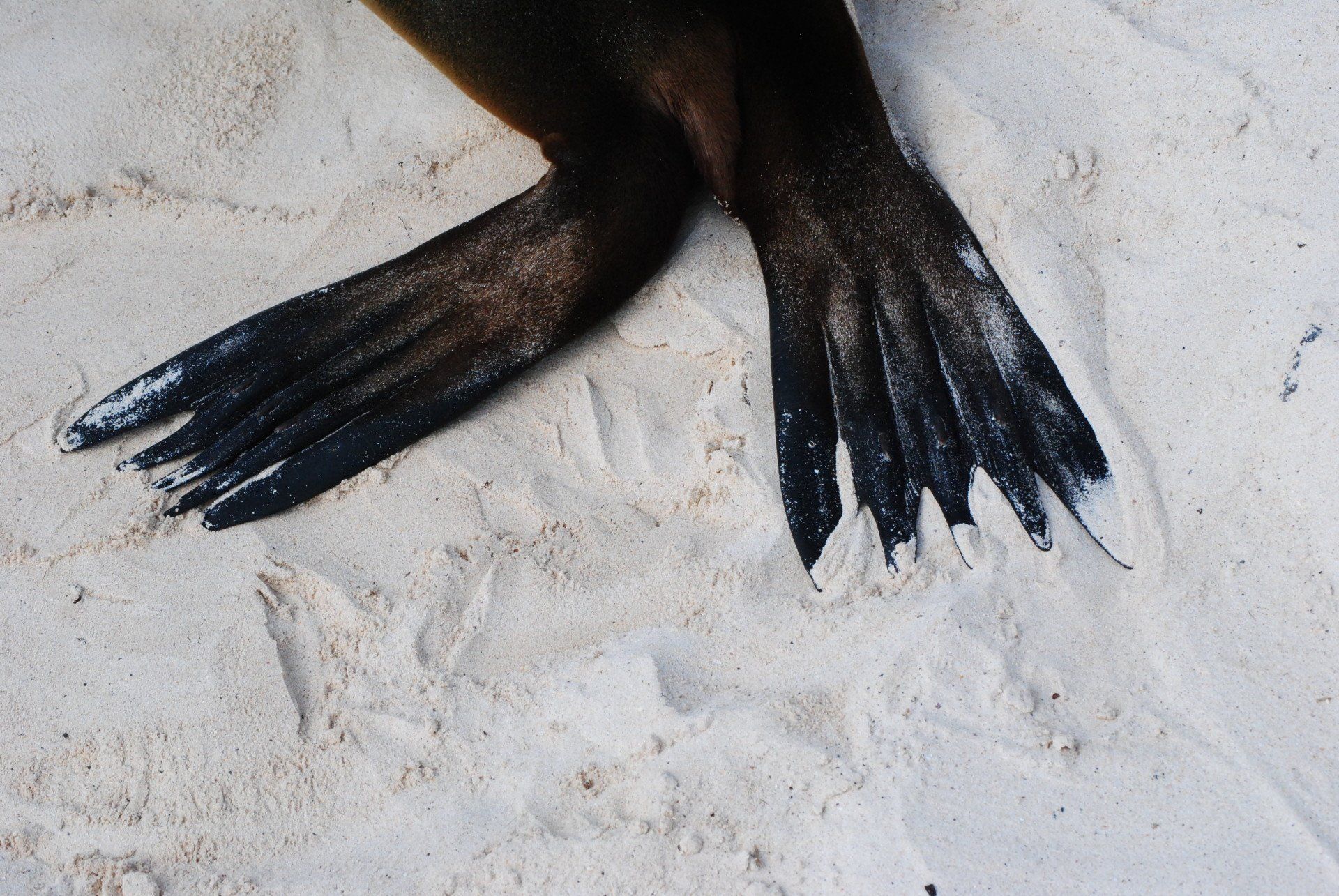A close up of a seal 's paws in the sand