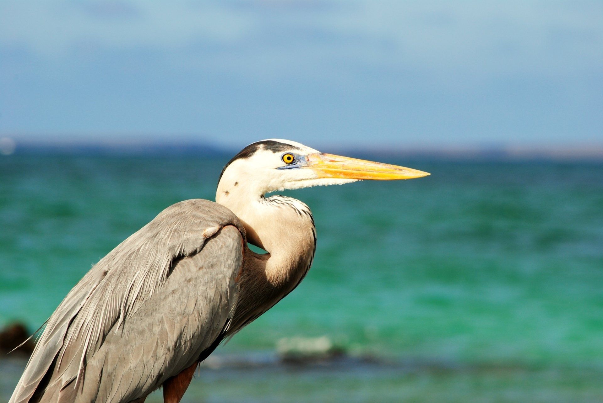 A bird with a yellow beak is standing in front of the ocean