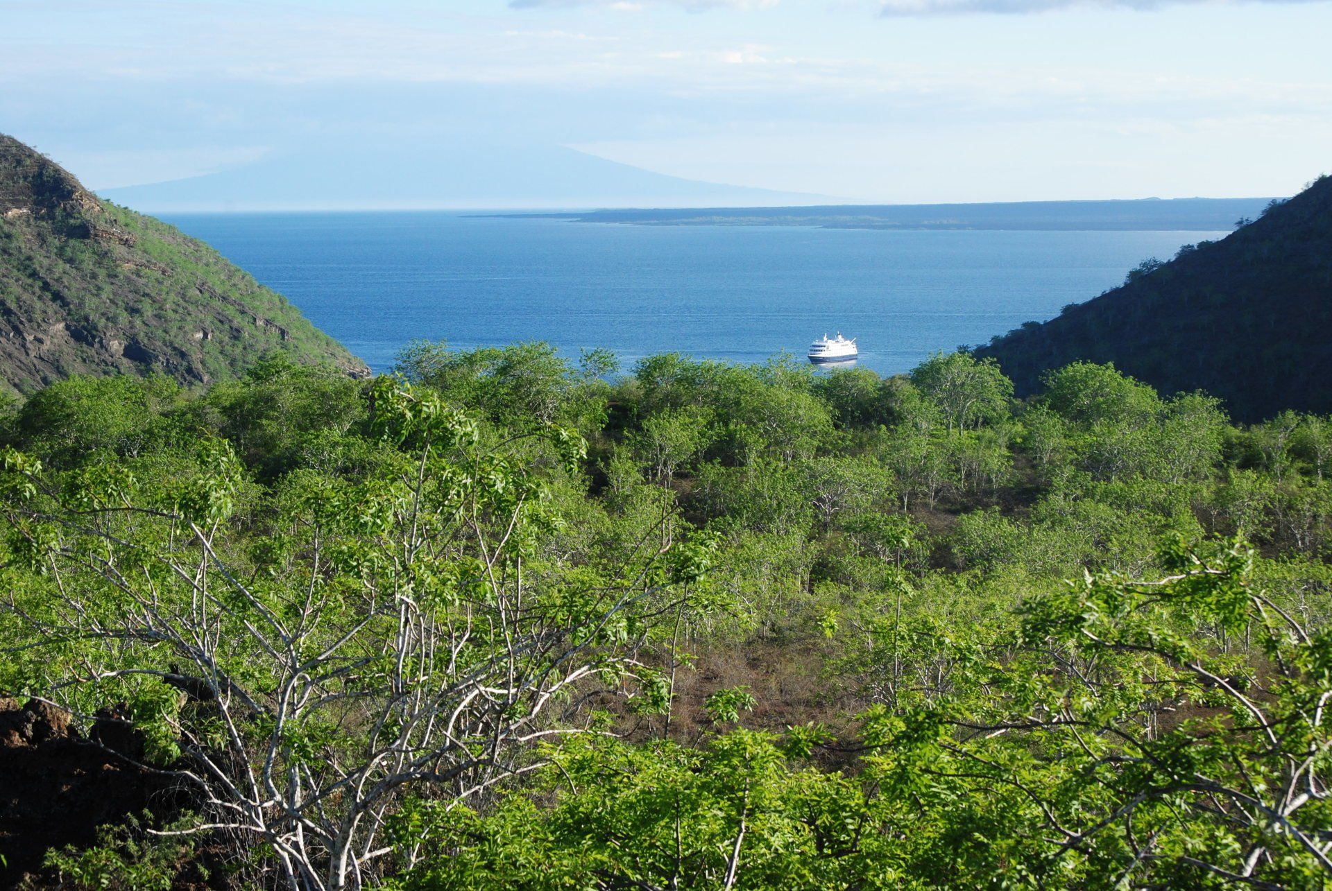 A view of the ocean from a hillside with trees in the foreground