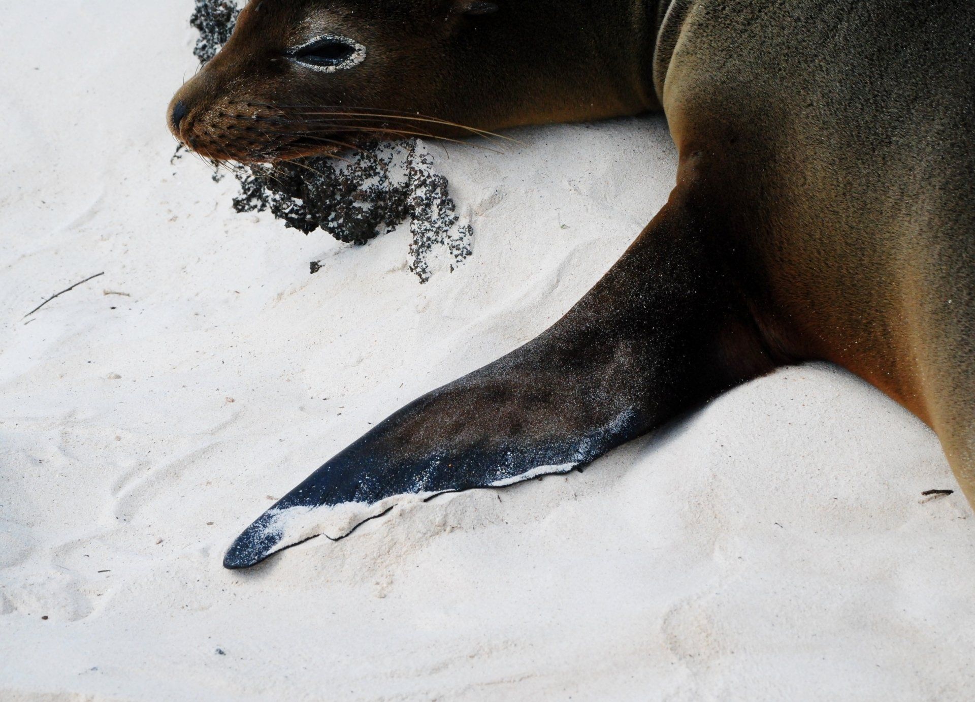 A close up of a seal laying in the sand