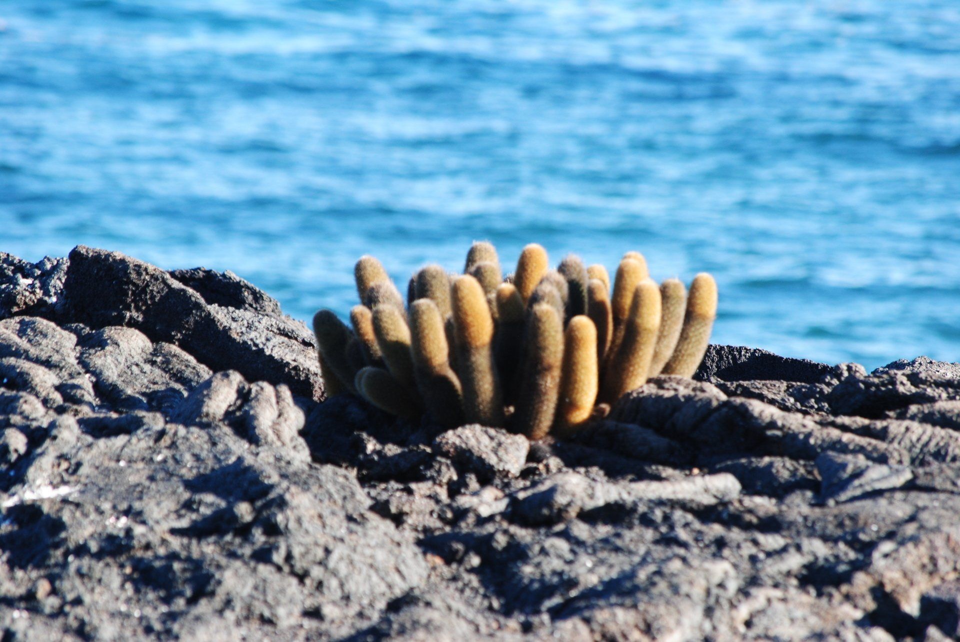 A cactus is growing on a rock near the ocean