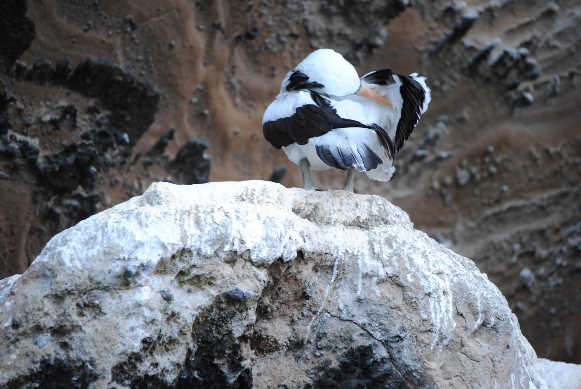 A black and white bird standing on top of a rock