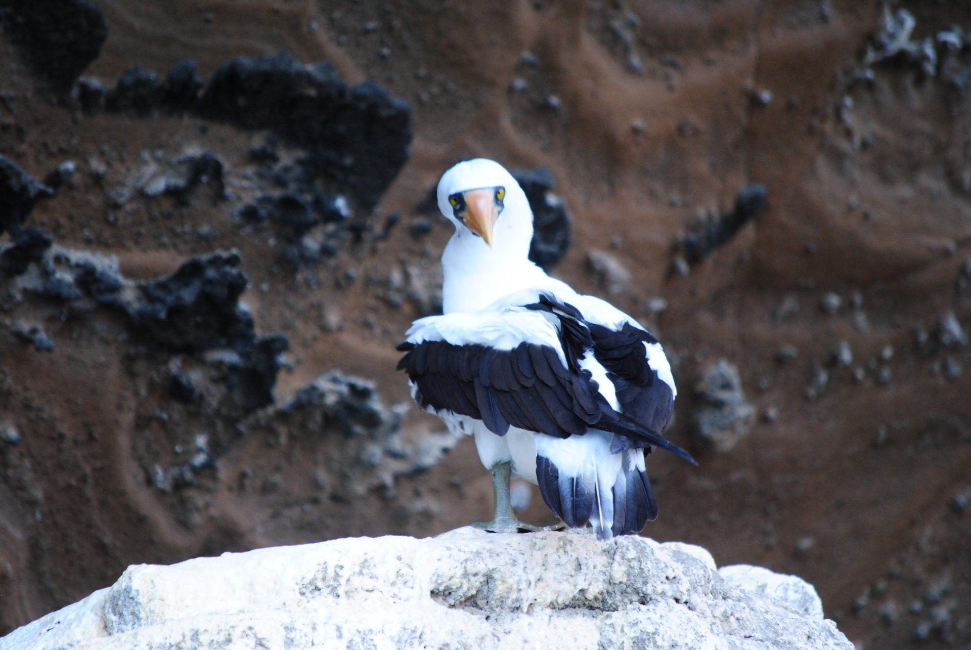 A black and white bird standing on a rock