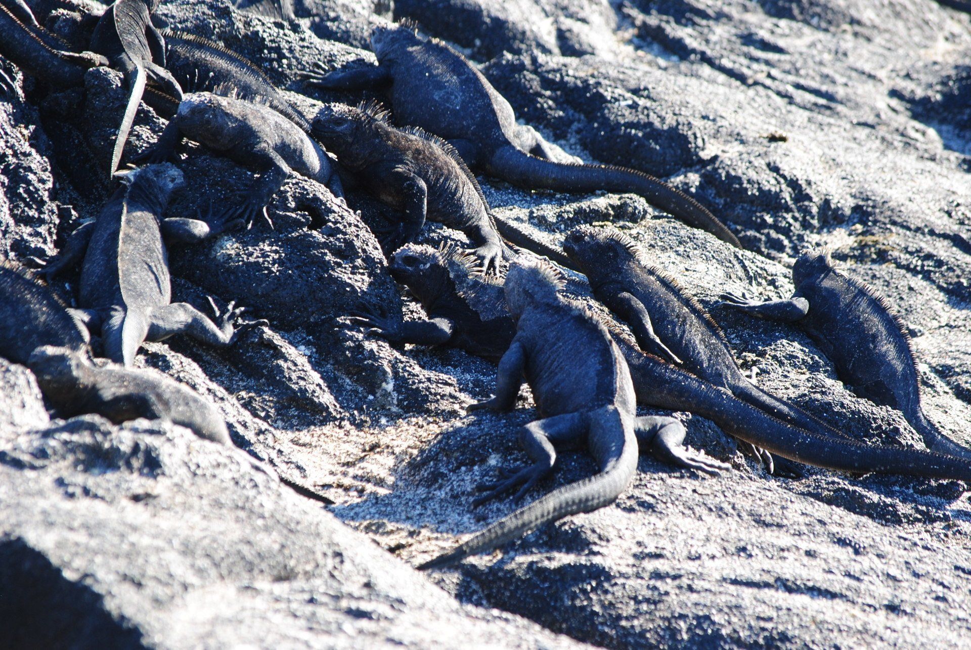 A group of lizards are laying on a rocky surface