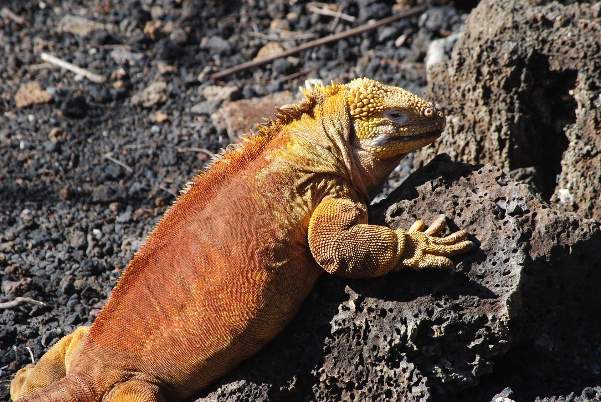 A lizard is sitting on a rock in the dirt.