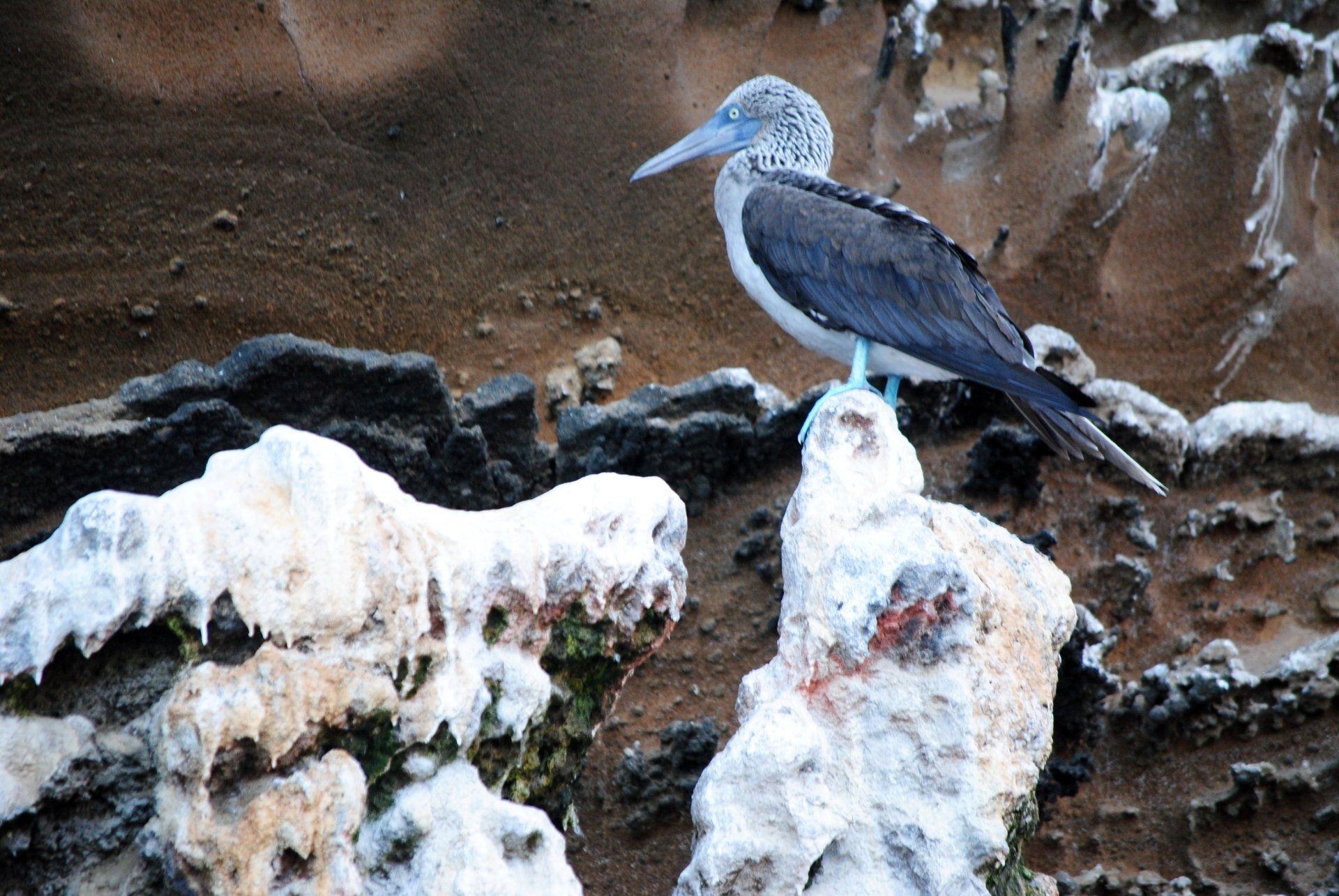 A blue and white bird perched on a rock