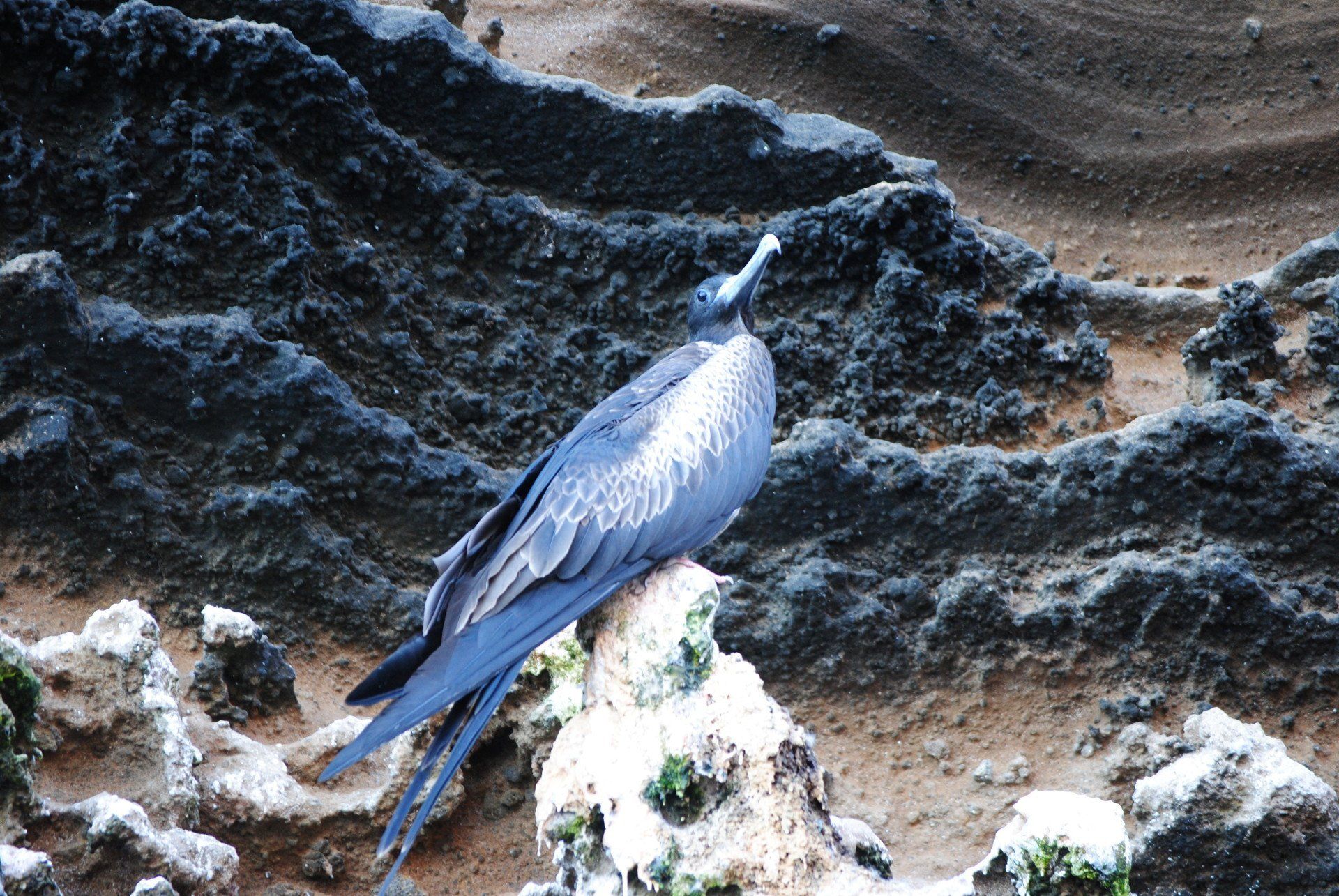 A bird is perched on a rock in the dirt