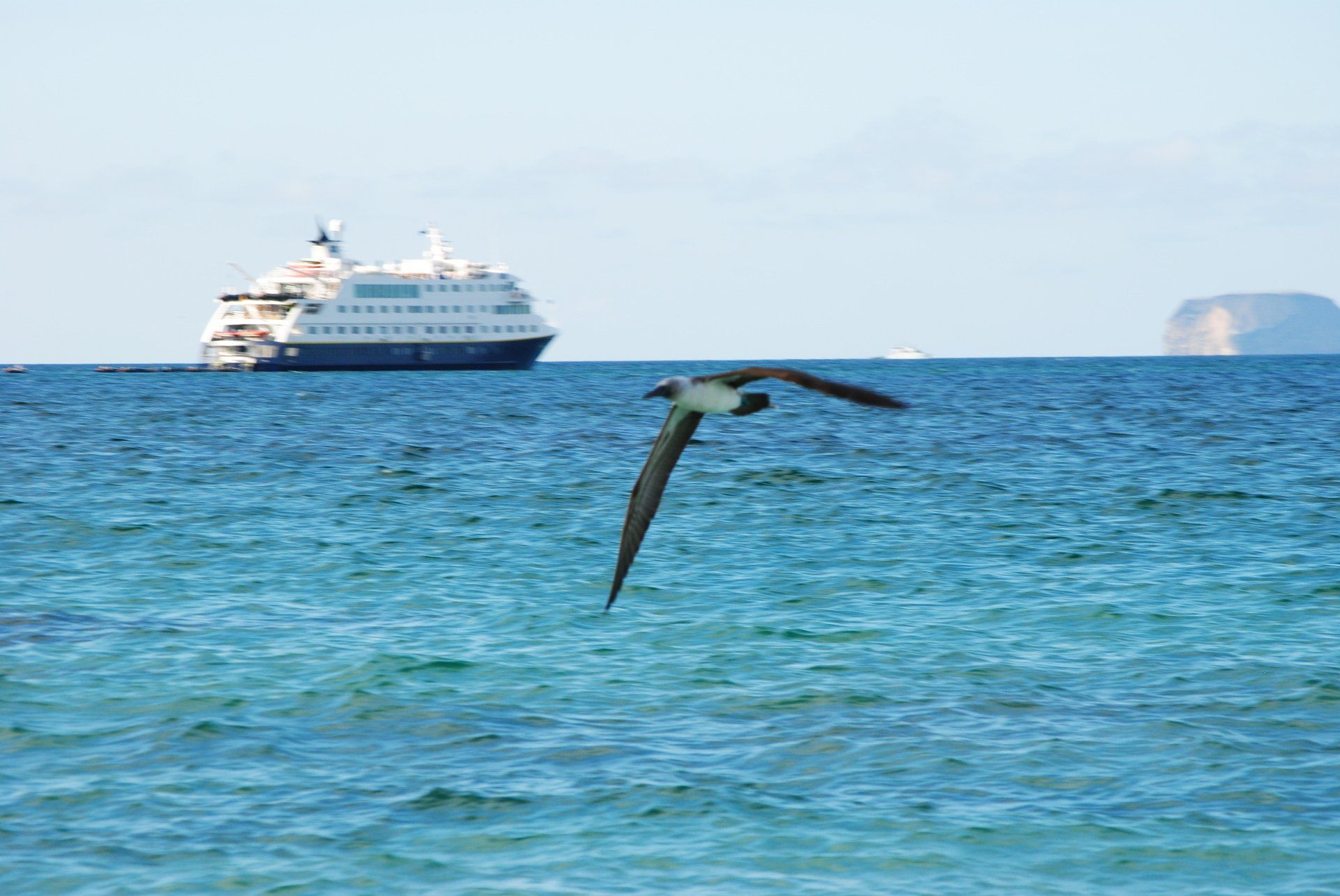 A bird is flying over the ocean with a cruise ship in the background.